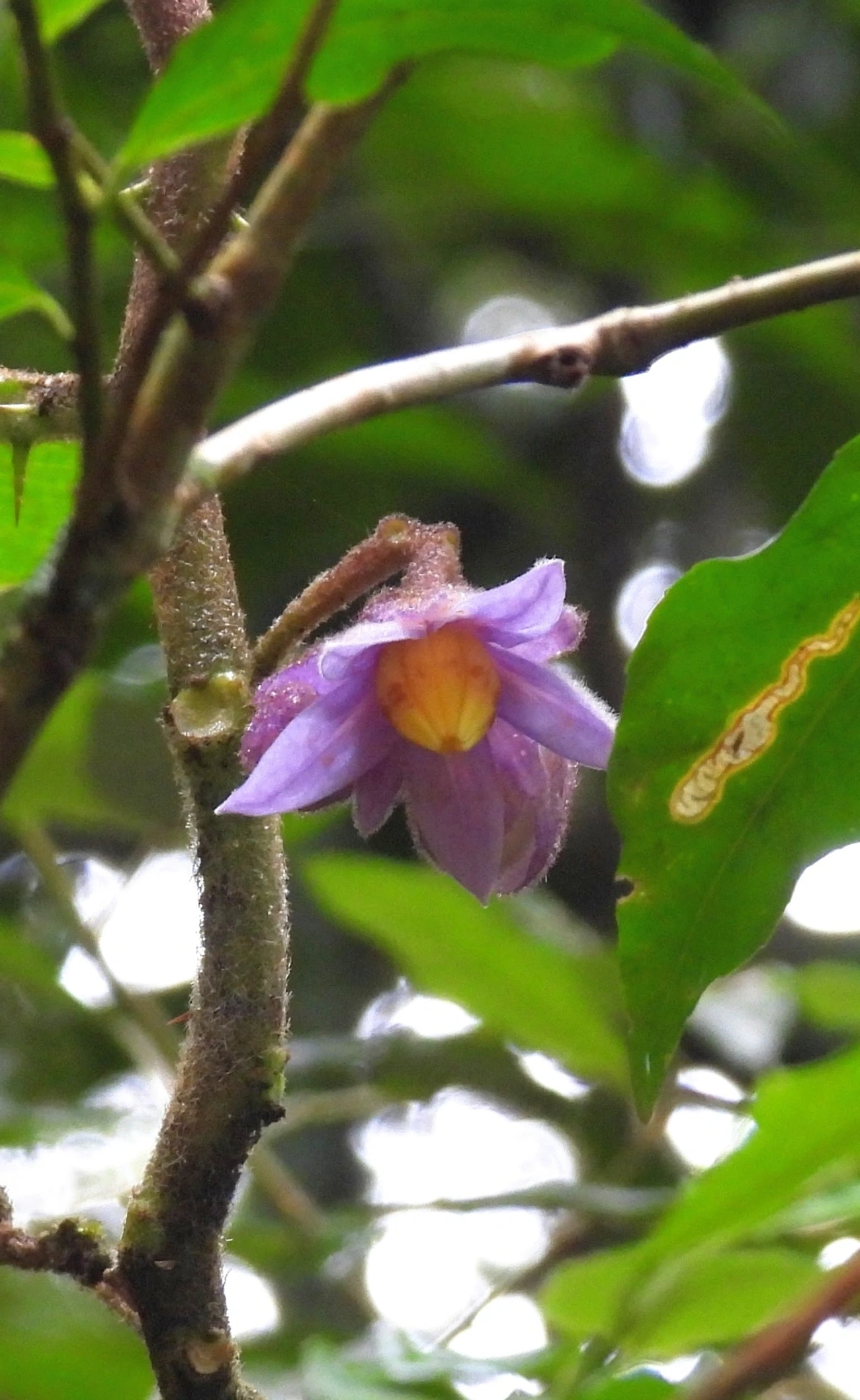 Solanum hexandrum, plantas, fotografado em Maresias, São Sebastião