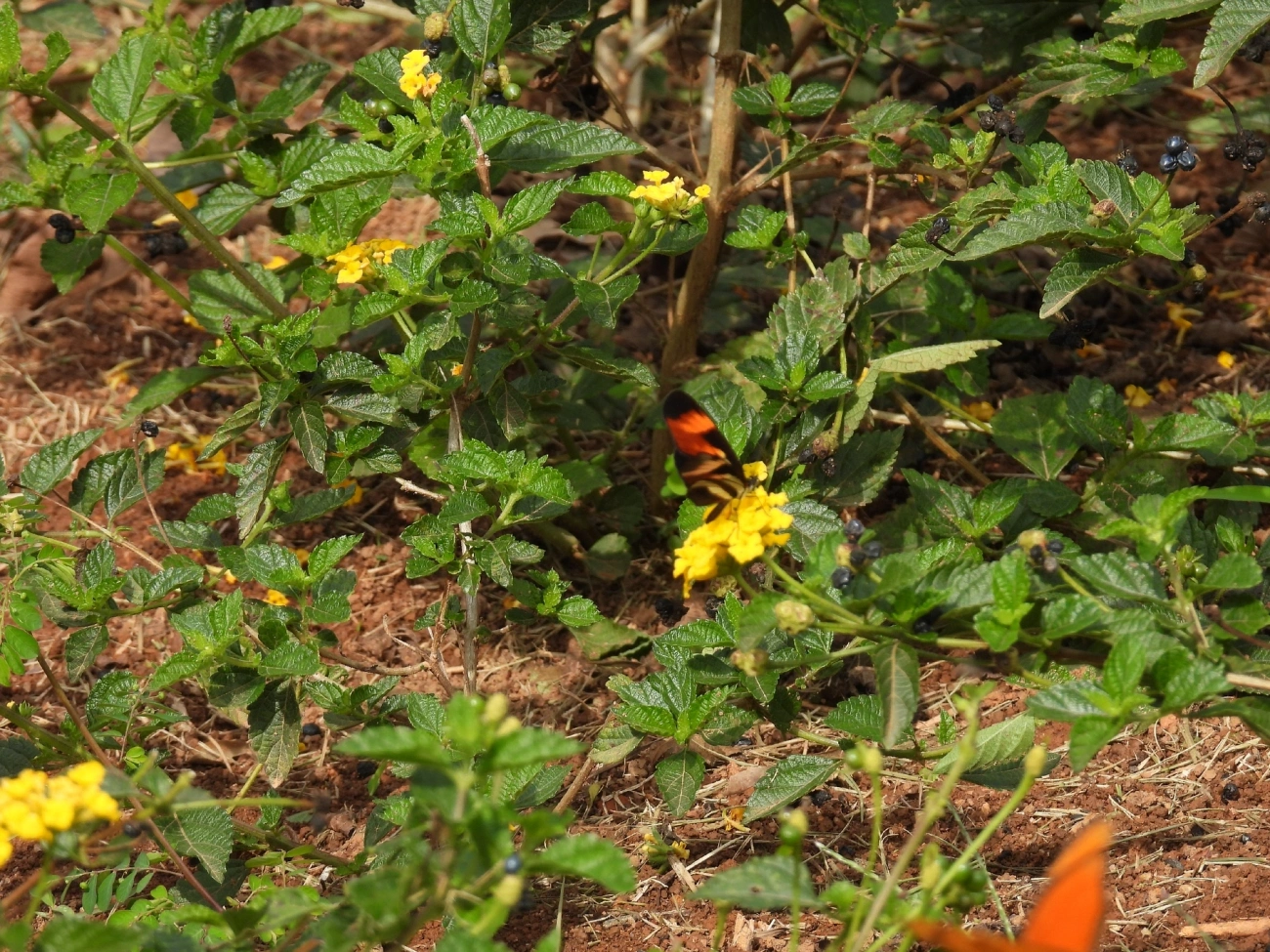 Falsa-erato (Eresia lansdorfi), insetos, fotografado em Rua Coronel João Leme, Bragança Paulista