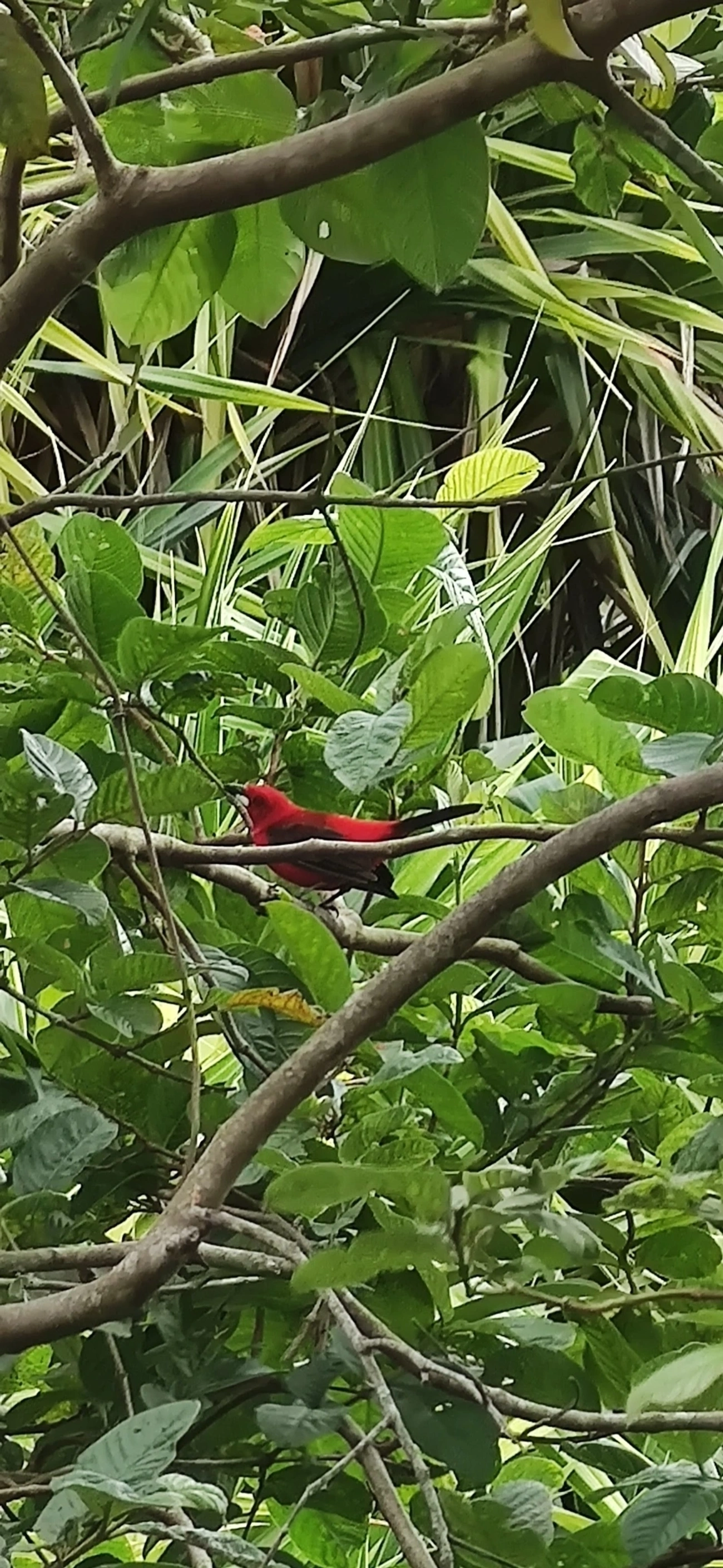 Tiê-sangue (Ramphocelus bresilius), aves, fotografado em Maresias, São Sebastião
