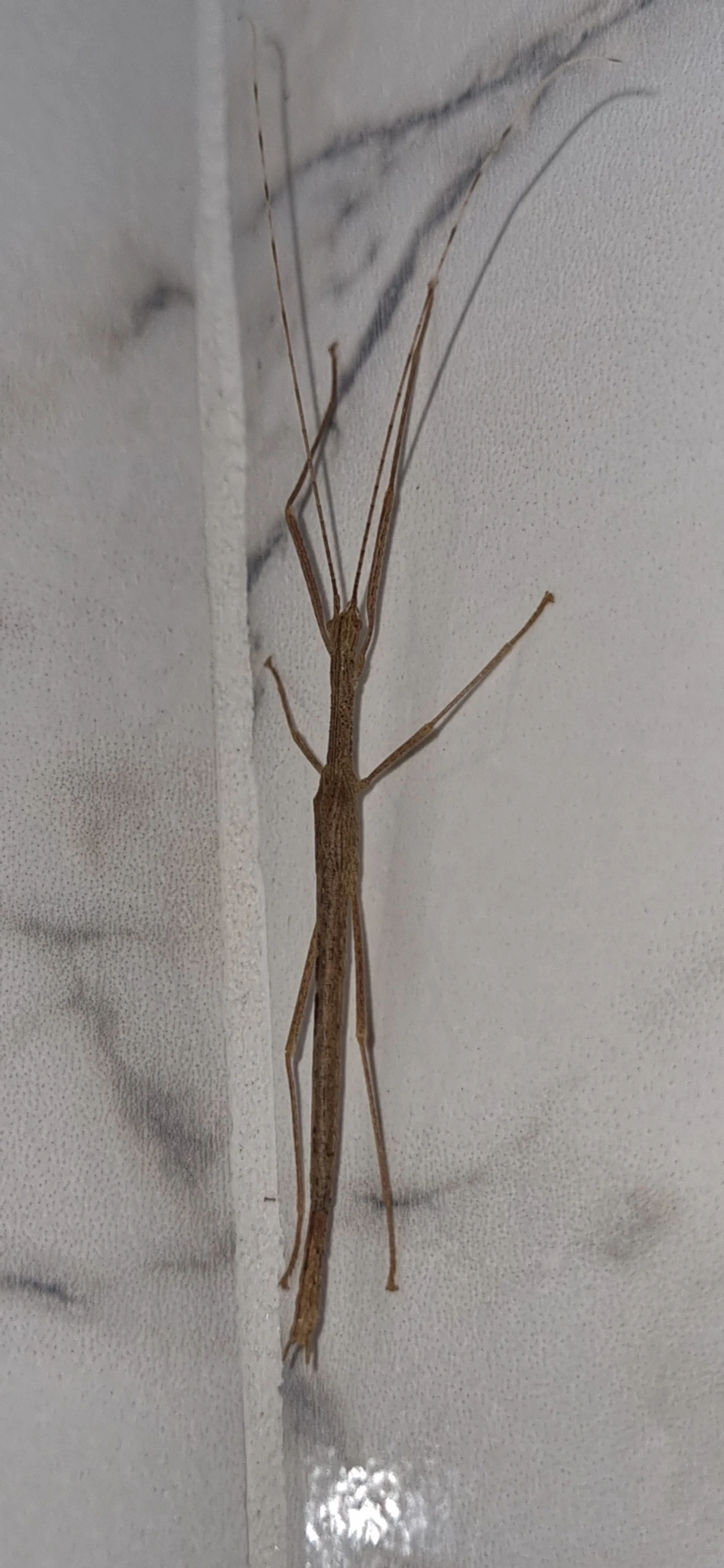 Bicho-pau (Metriophasma pericles), insetos, fotografado em Maresias, São Sebastião