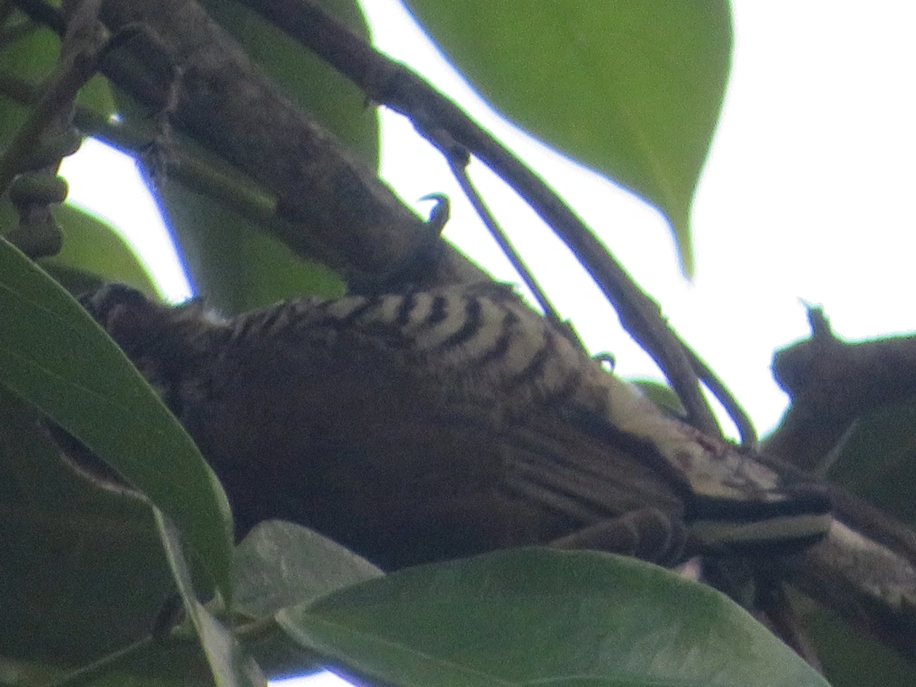 Pica-pau-anão-barrado (Picumnus cirratus), aves, fotografado em Maresias, São Sebastião