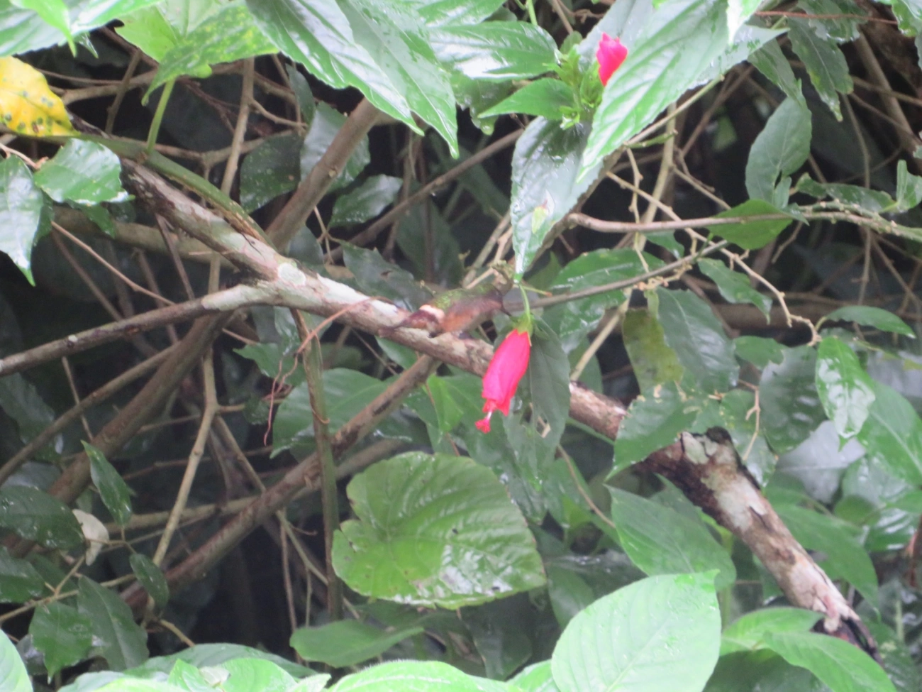 Topetinho-vermelho (Lophornis magnificus), aves, fotografado em Maresias, São Sebastião