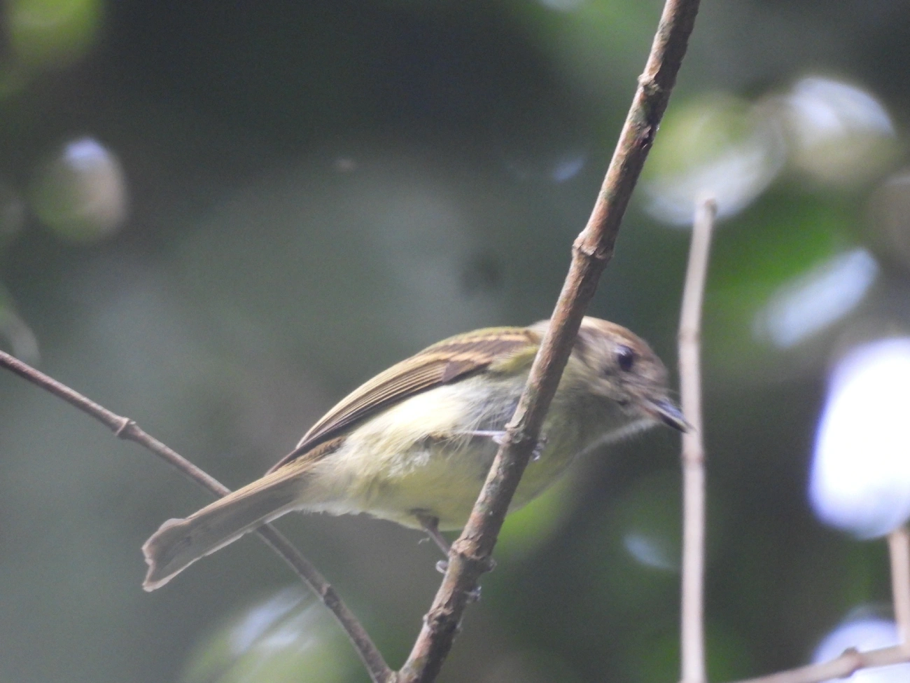 Cabeçudo (Leptopogon amaurocephalus), aves, fotografado em Maresias, São Sebastião