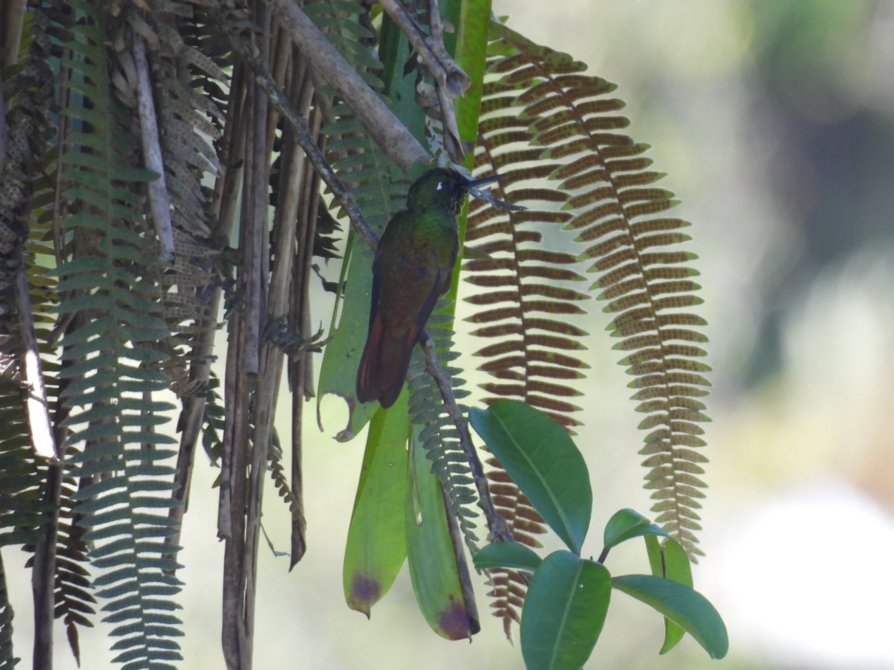 Beija-flor-rubi (Heliodoxa rubricauda), aves, fotografado em Paranapiacaba
