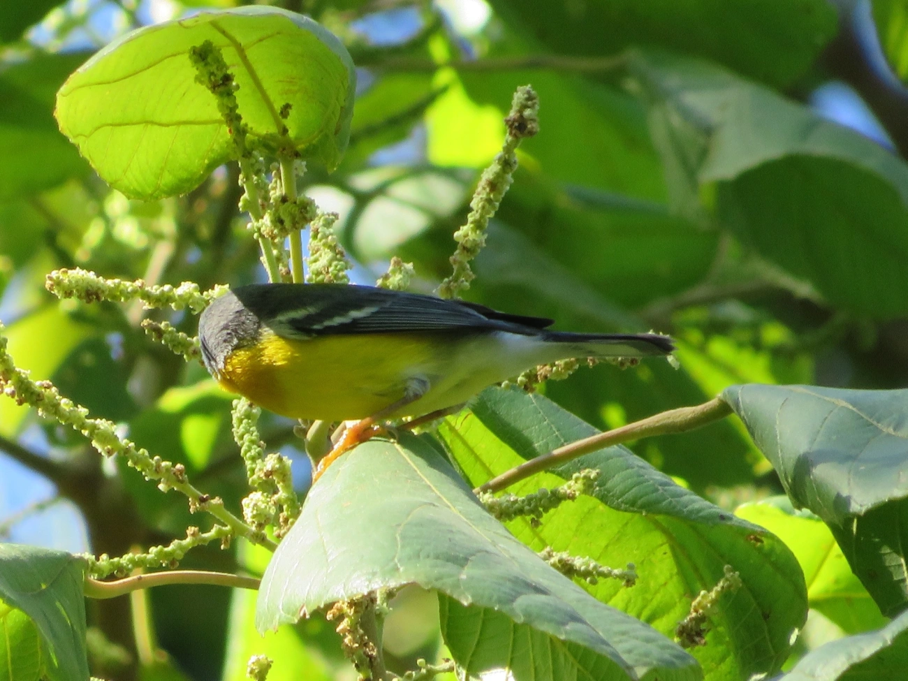 Mariquita (Setophaga pitiayumi), aves, fotografado em Paúba, São Sebastião