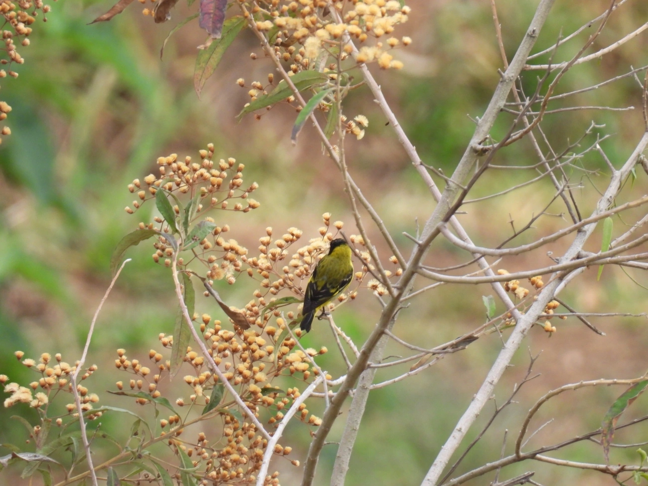 Pintassilgo (Spinus magellanicus), aves, fotografado em Itamonte