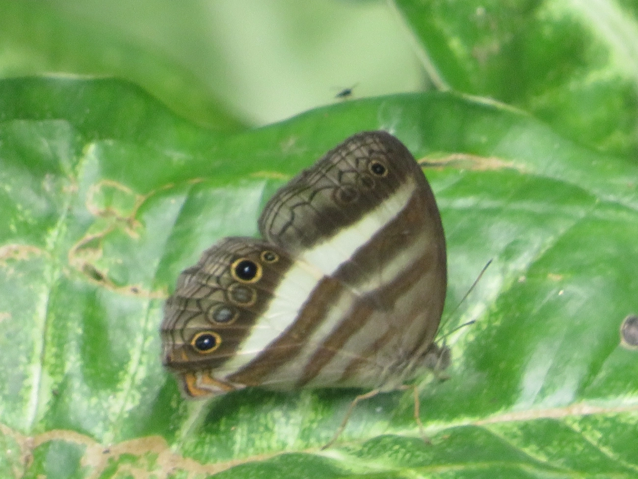 Pareuptychia summandosa, insetos, fotografado em Paúba, São Sebastião