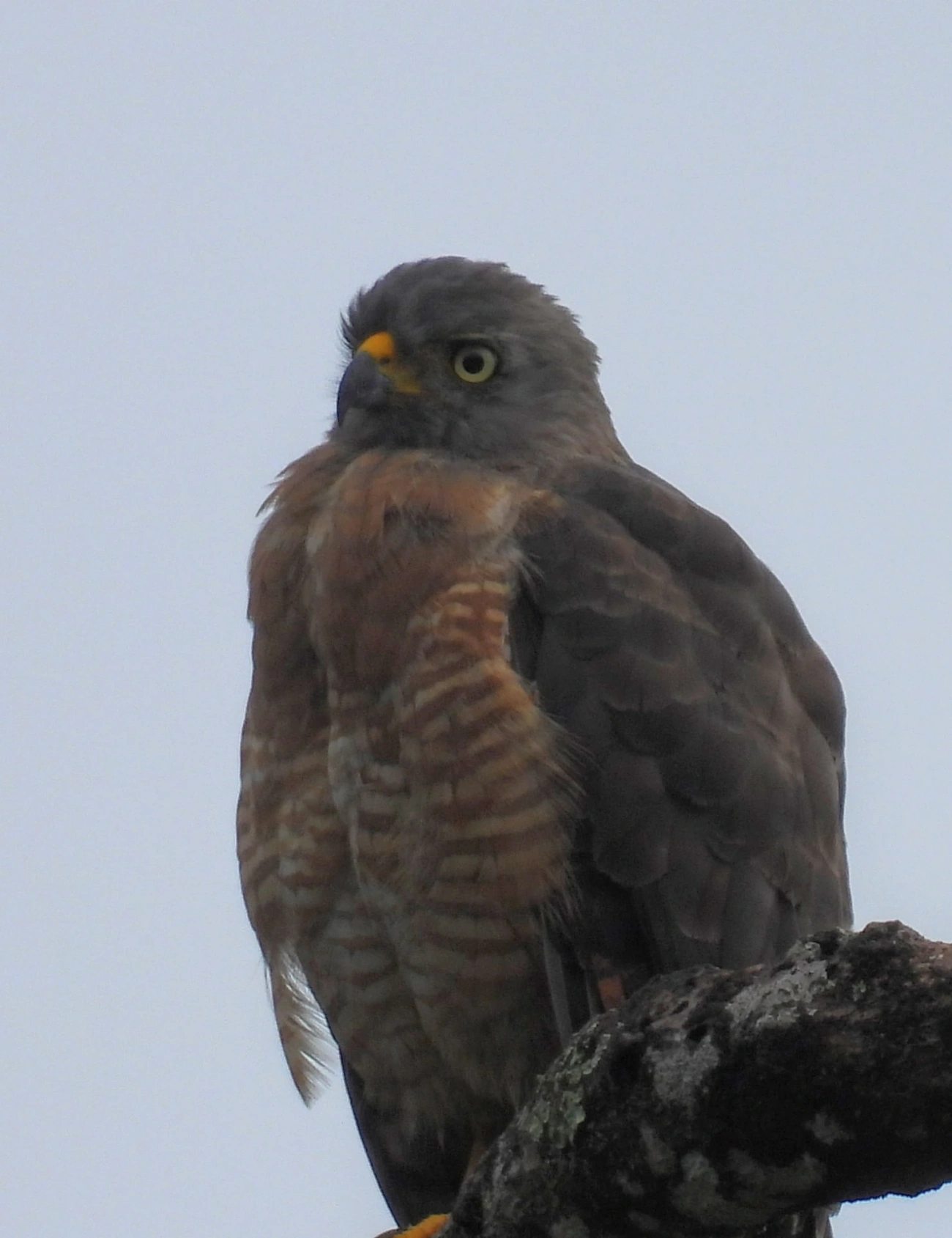 Gavião-carijó (Rupornis magnirostris), aves, fotografado em Maresias, São Sebastião