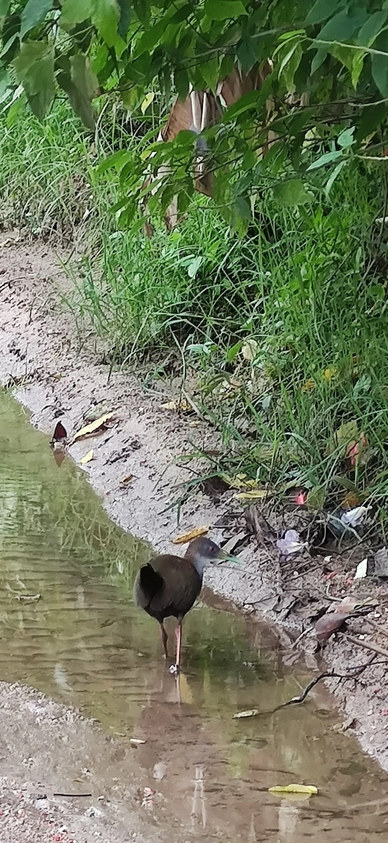 Saracura-do-mato (Aramides saracura), aves, fotografado em Maresias, São Sebastião