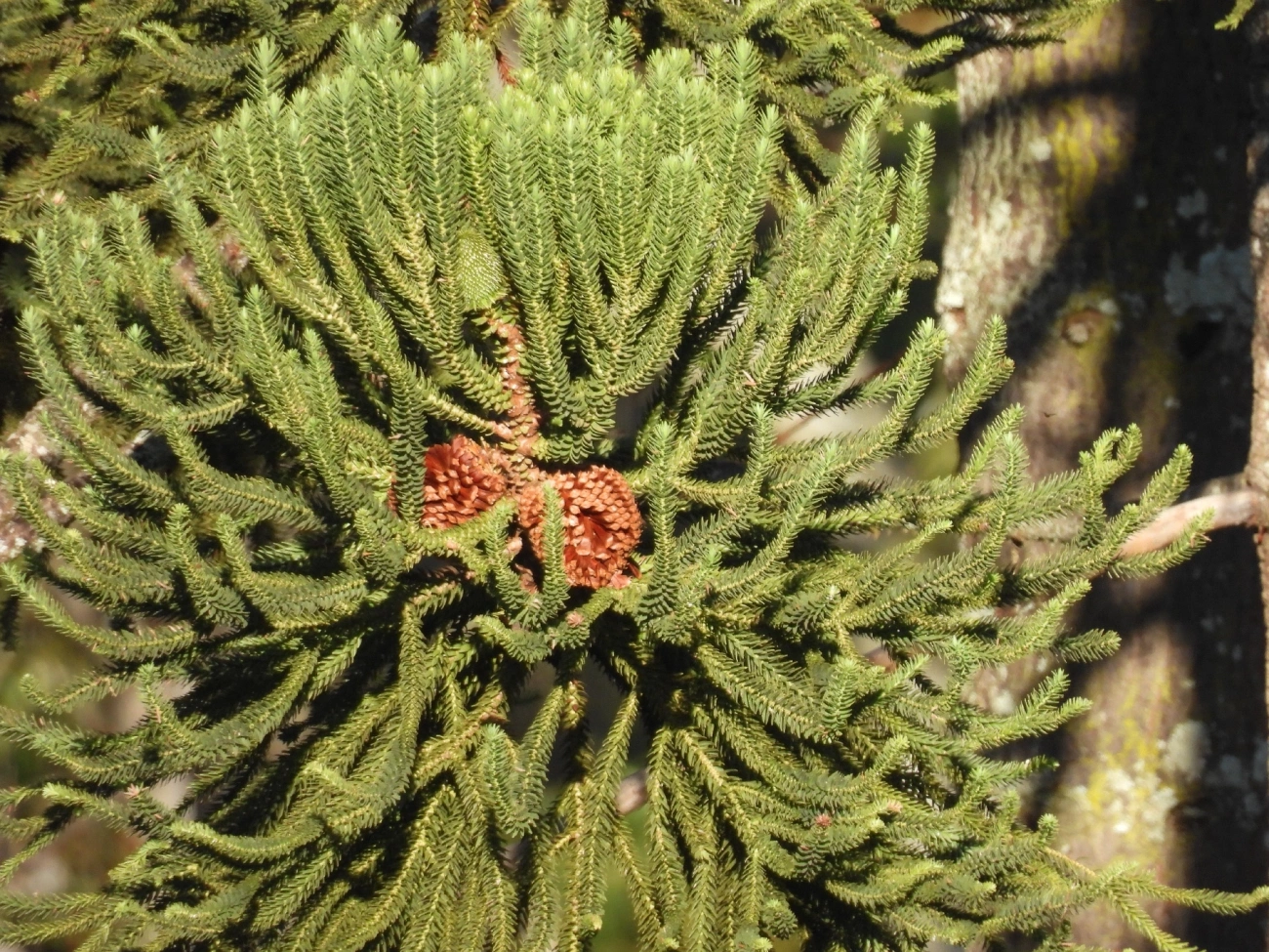 Araucária (Araucaria angustifolia), plantas, fotografado em Itamonte