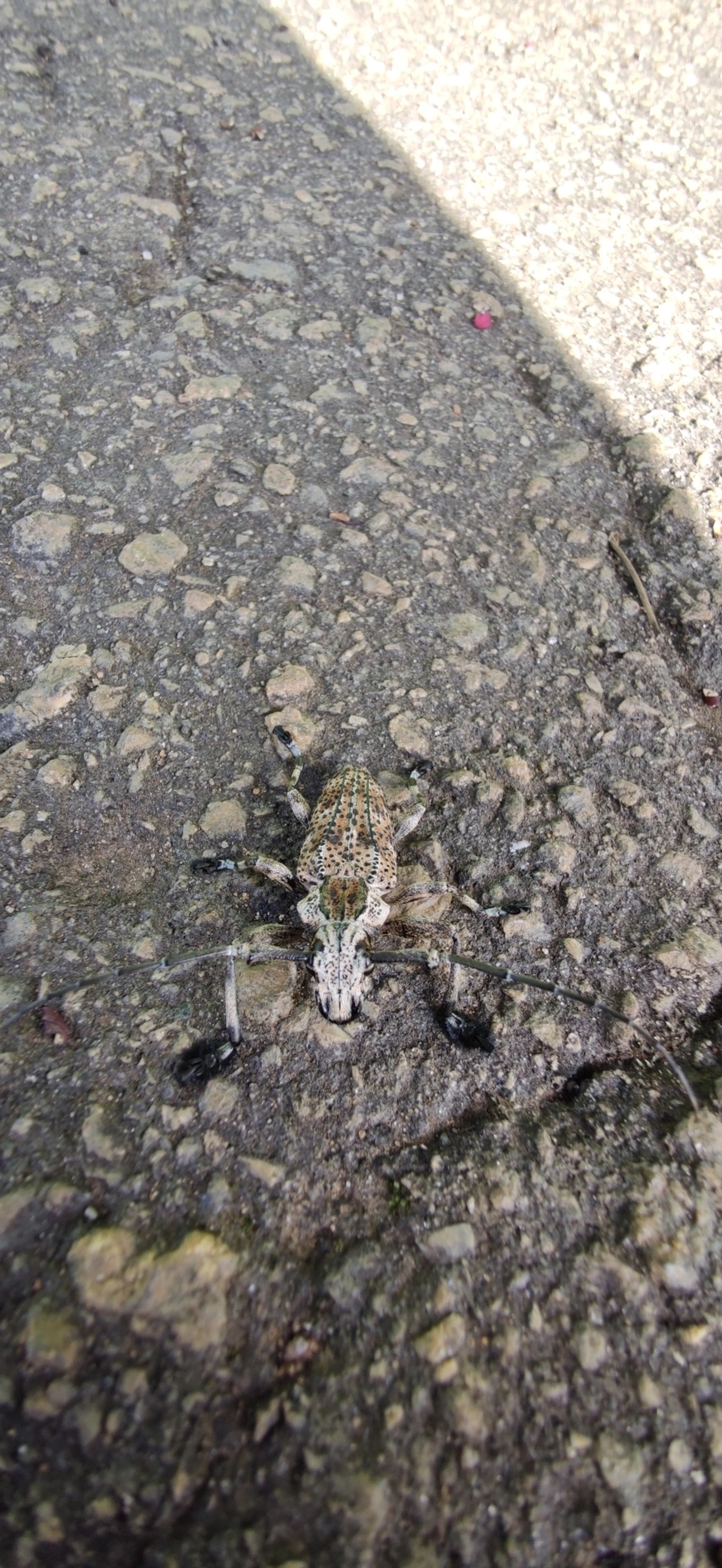 Steirastoma meridionale, insetos, fotografado em Vila Santo Estevão, São Paulo