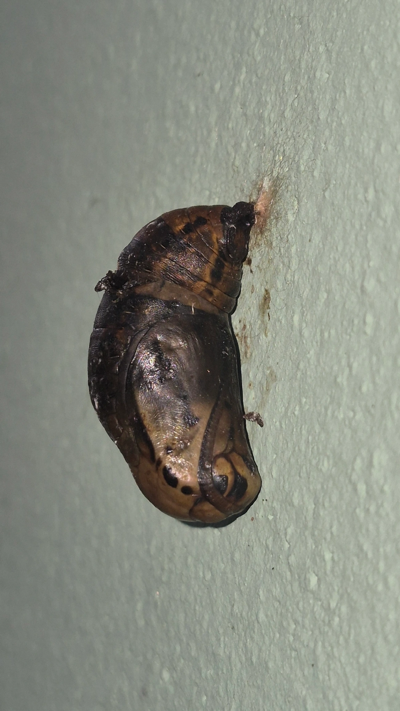 Lagarta-do-coqueiro (Brassolis sophorae), insetos, fotografado em Caraguatatuba