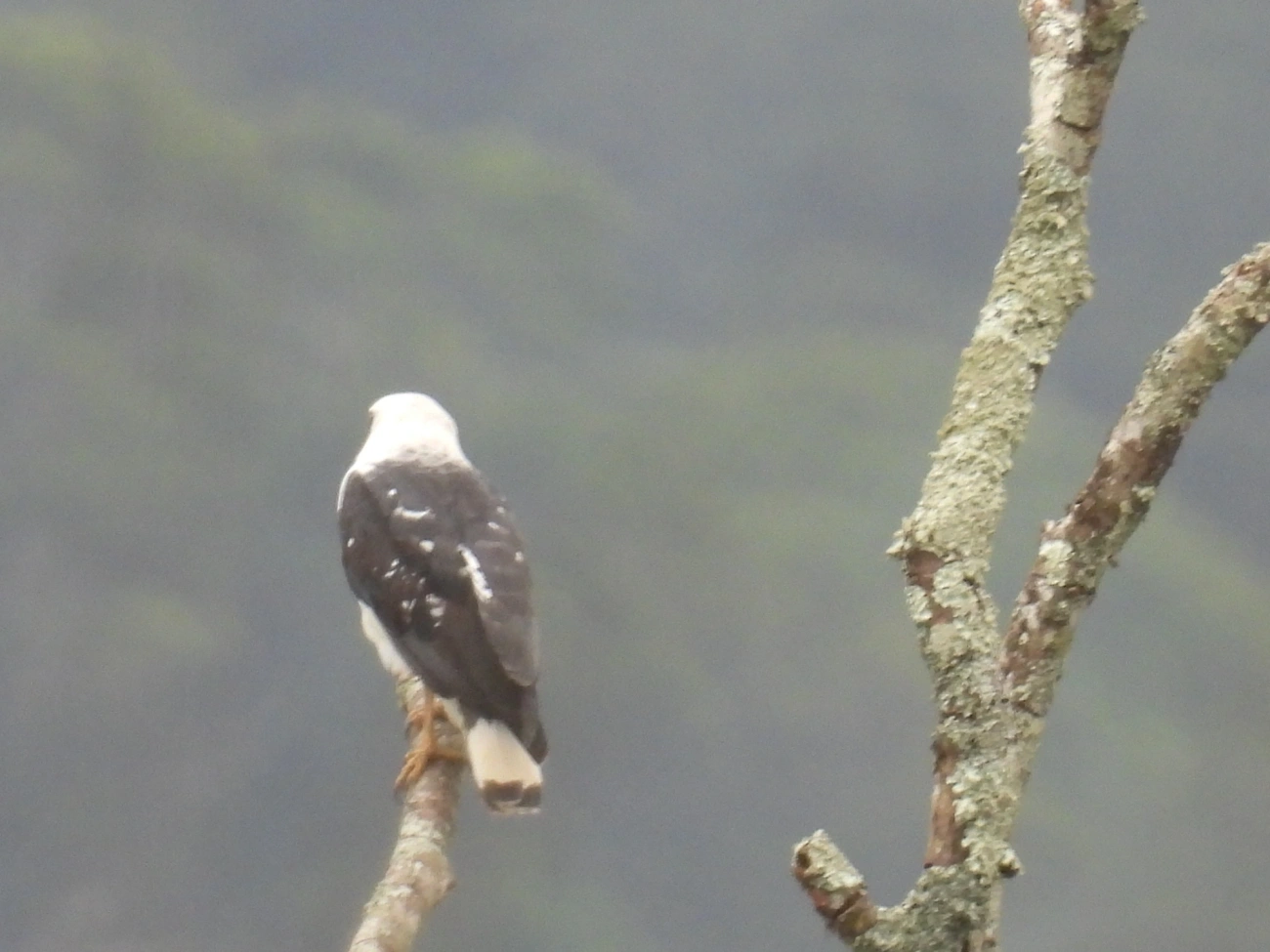 Gavião-pombo-pequeno (Buteogallus lacernulatus), aves, fotografado em Maresias, São Sebastião