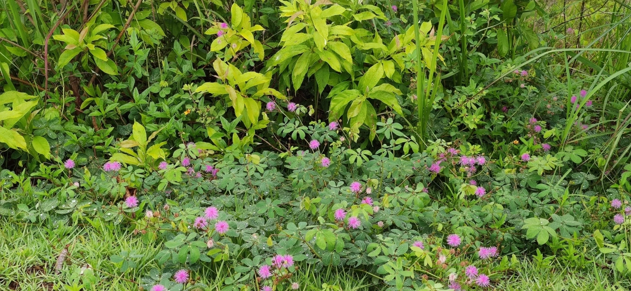 Mimosa albida, plantas, fotografado em Caraguatatuba
