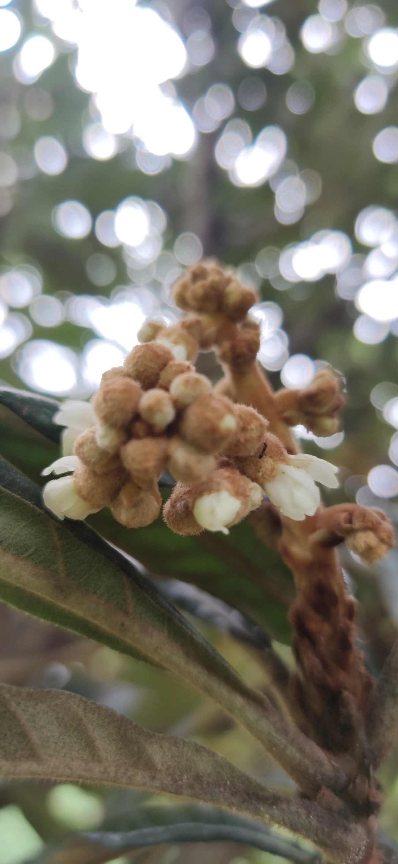 Nêspera (Eriobotrya japonica), plantas, fotografado em Vila Antonina, São Paulo