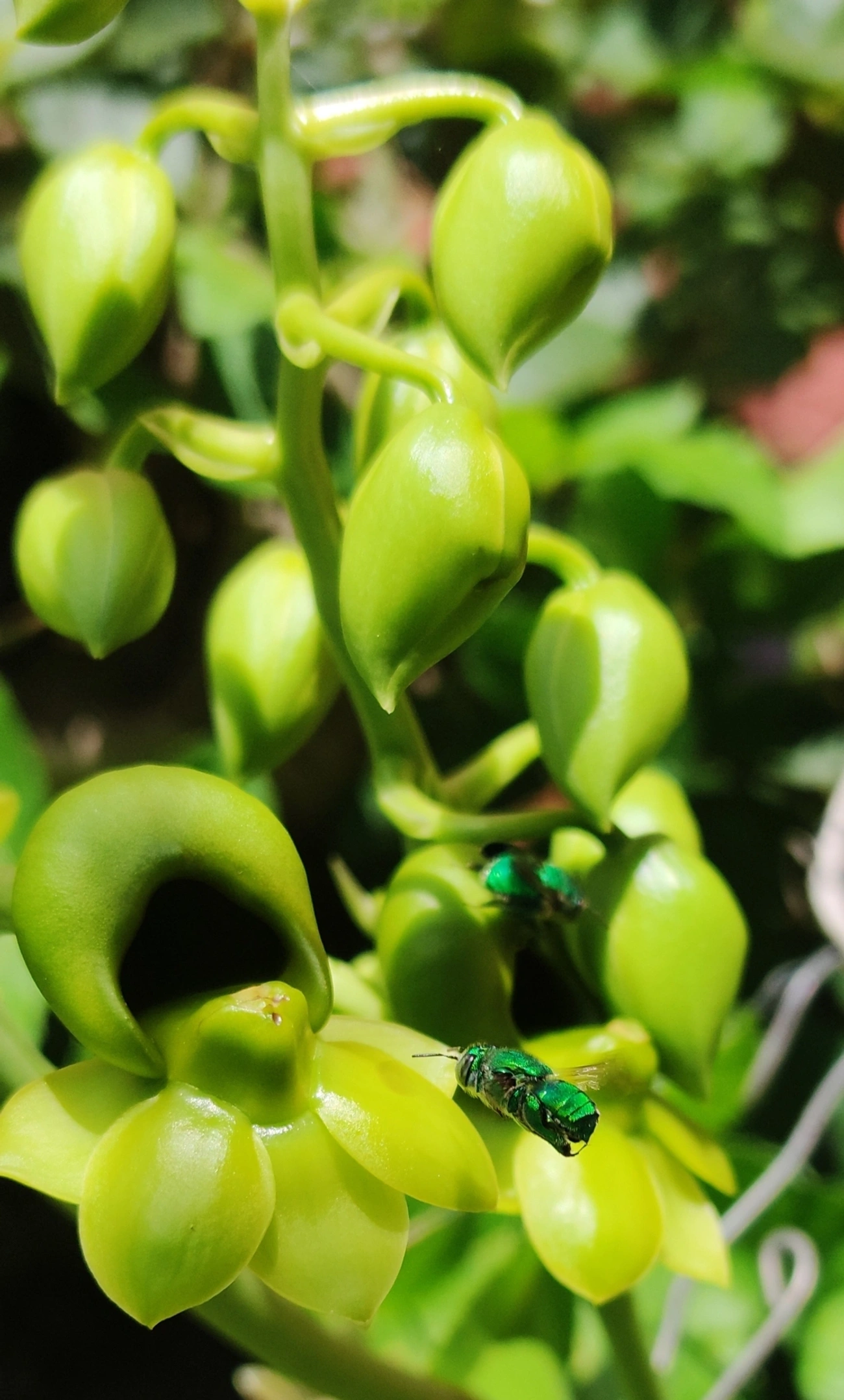 Euglossa, insetos, fotografado em Indaiá, Caraguatatuba