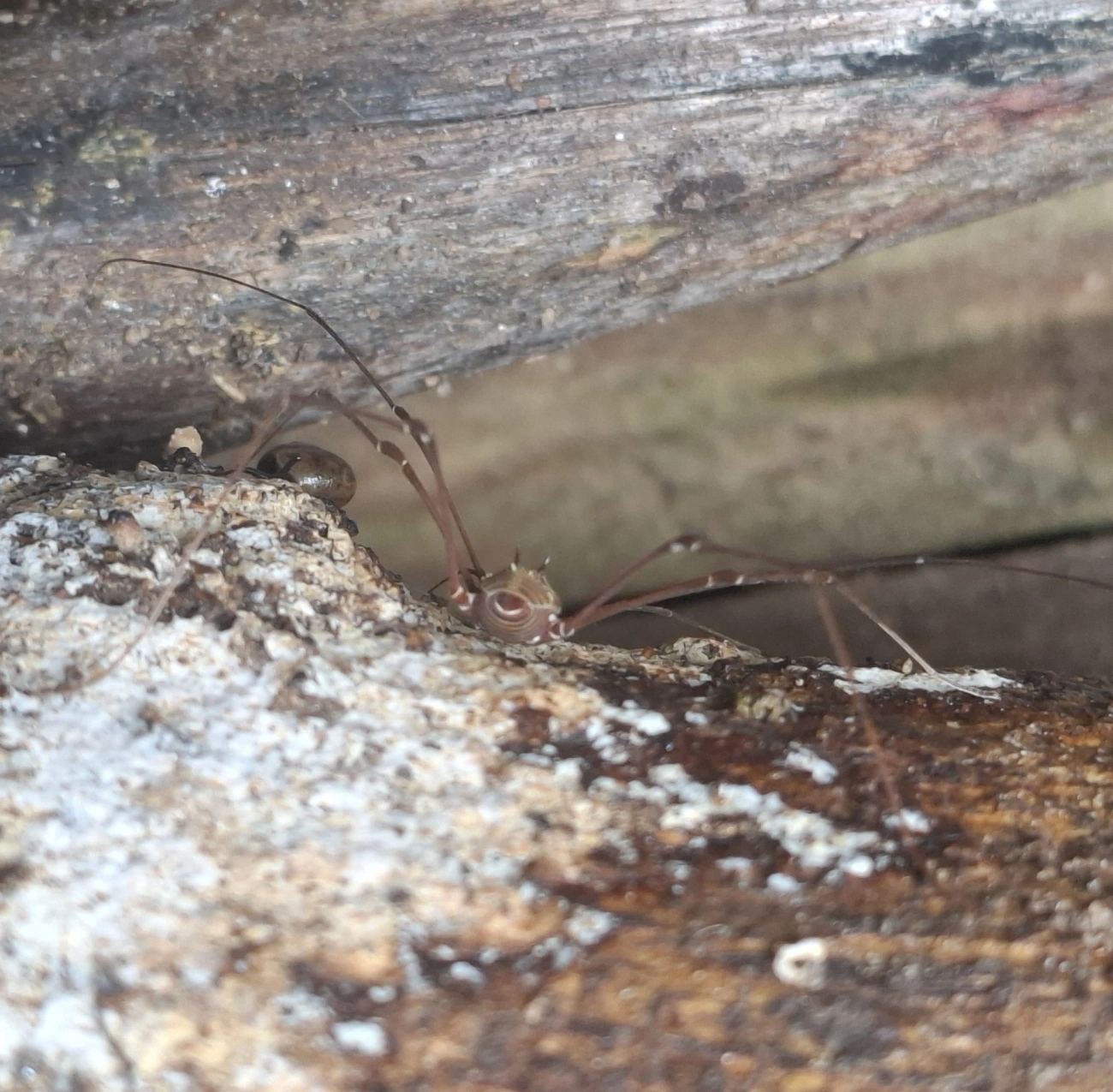 Gonyleptidae, aracnídeos, fotografado em Maresias, São Sebastião