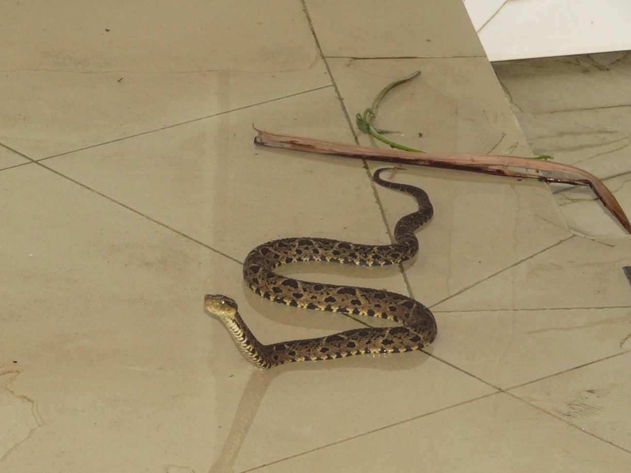 Jararacuçu (Bothrops jararacussu), répteis, fotografado em Maresias, São Sebastião