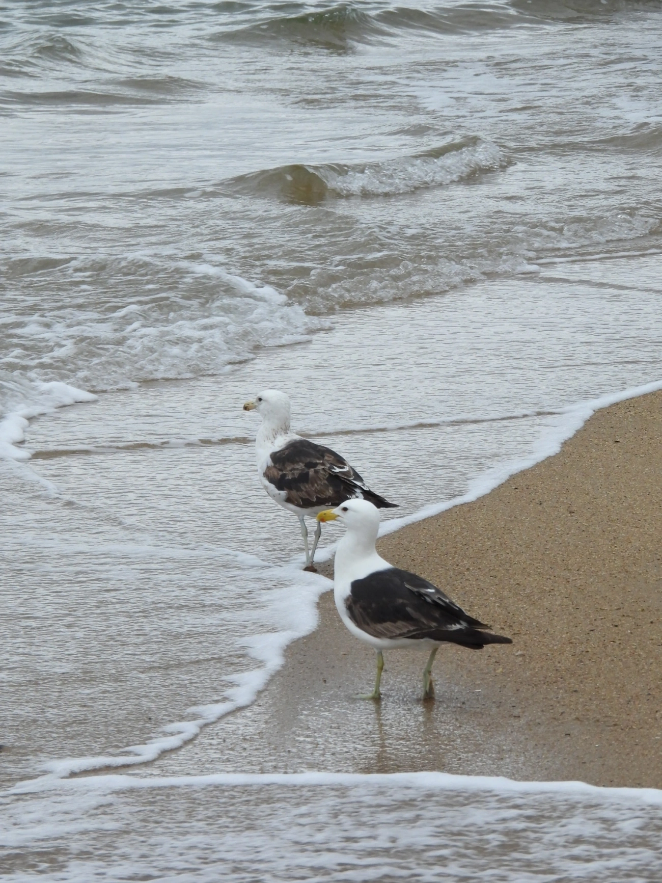 Gaivotão (Larus dominicanus), aves, fotografado em Perequê, Ilhabela