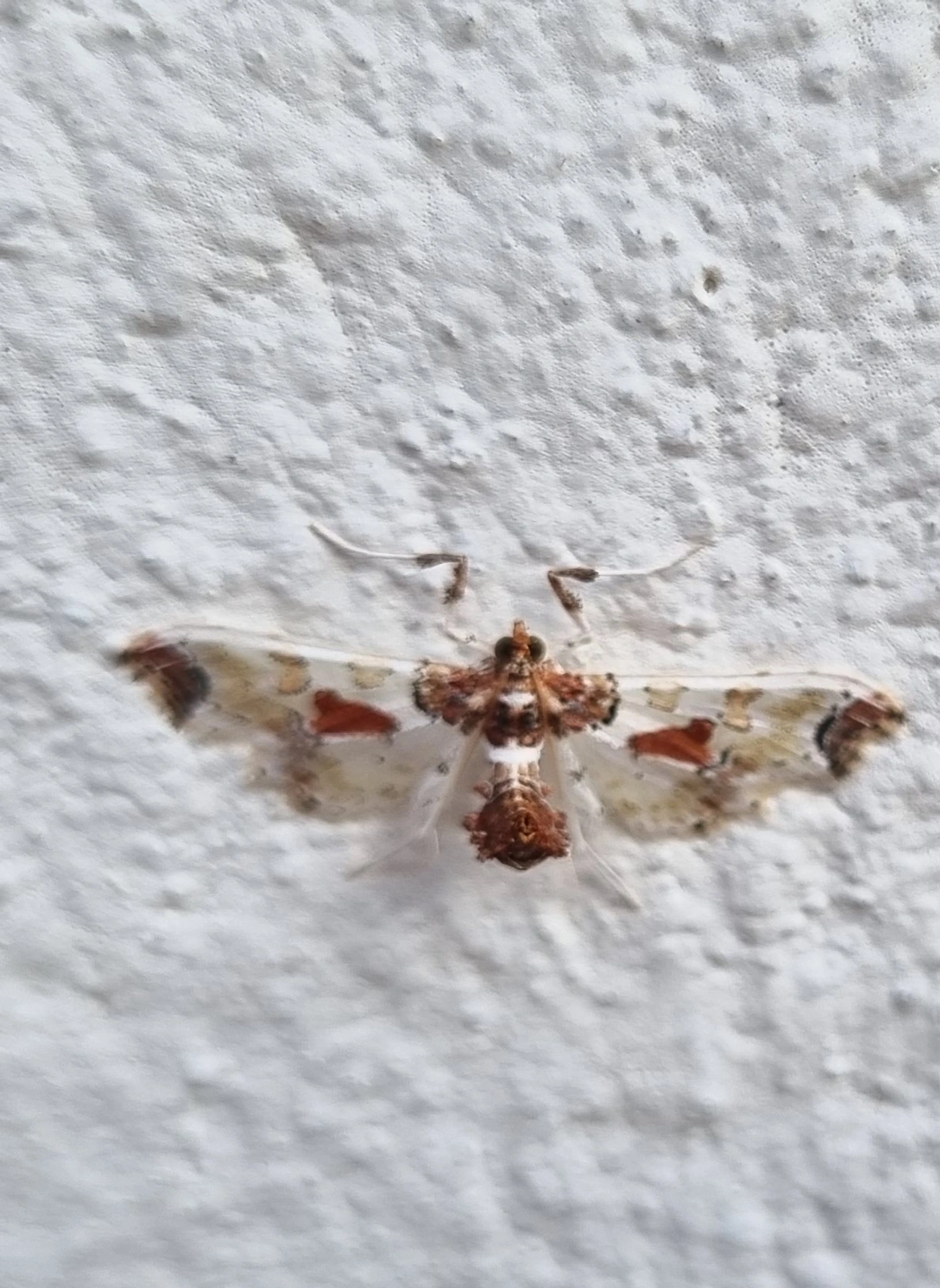 Broca-pequena-do-tomate (Neoleucinodes elegantalis), insetos, fotografado em Maresias, São Sebastião