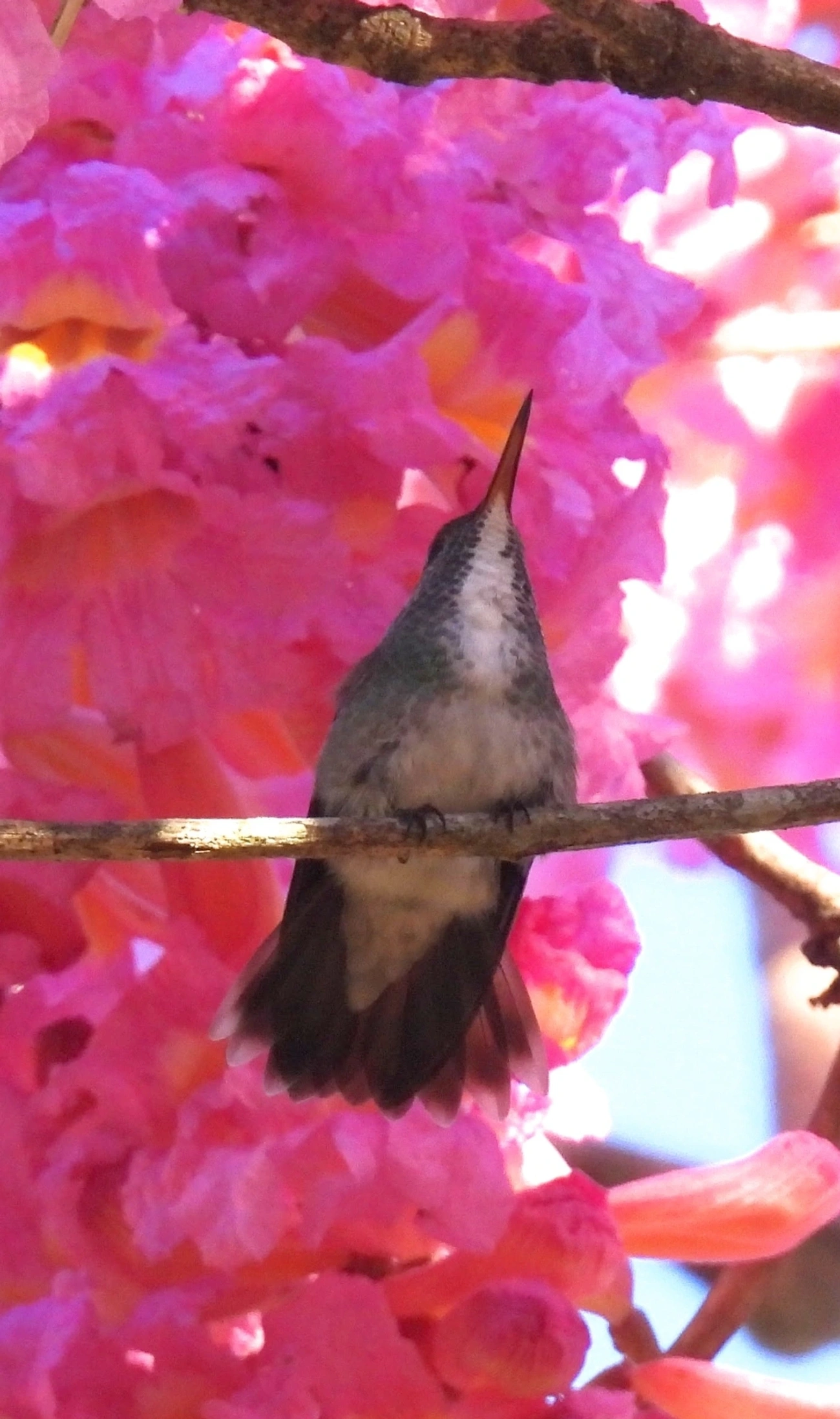 Beija-flor-de-banda-branca (Chrysuronia versicolor), aves, fotografado em Paúba, São Sebastião