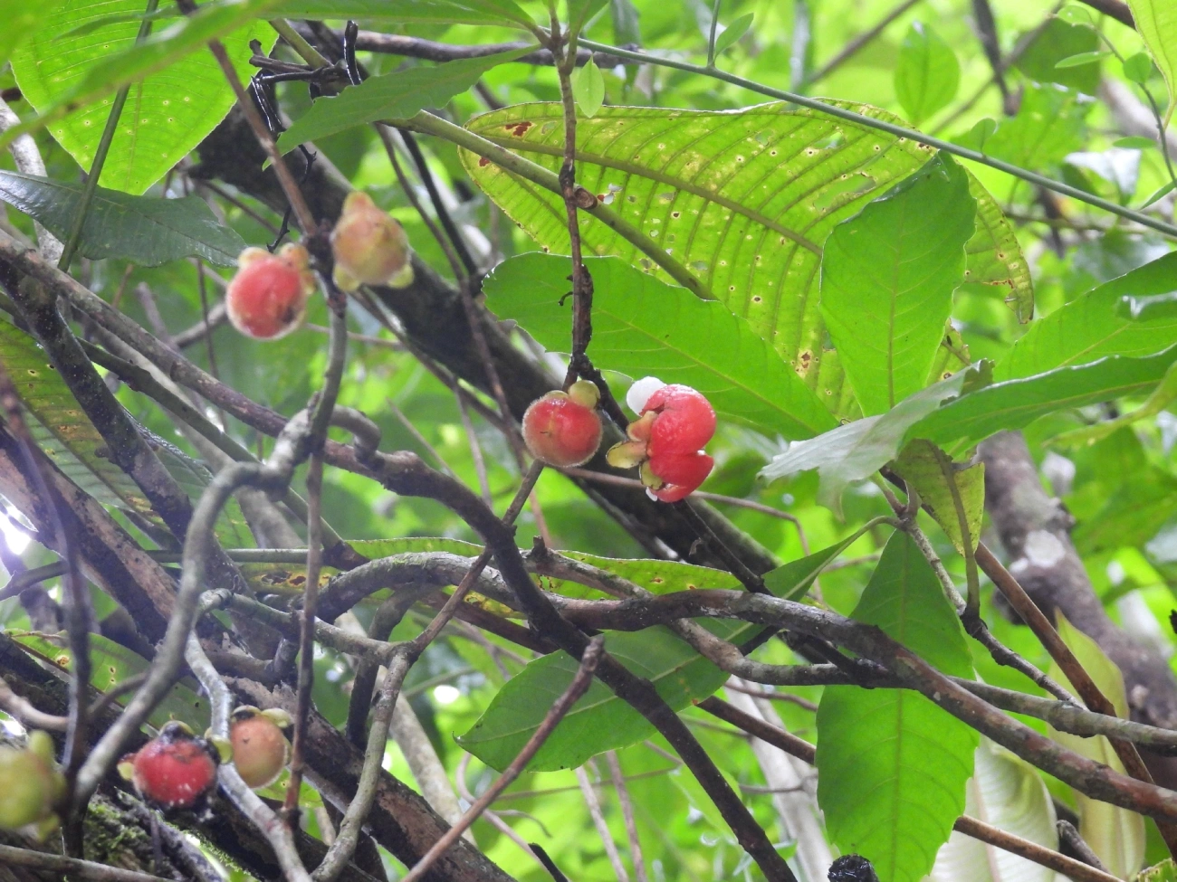 Doliocarpus, plantas, fotografado em Maresias, São Sebastião