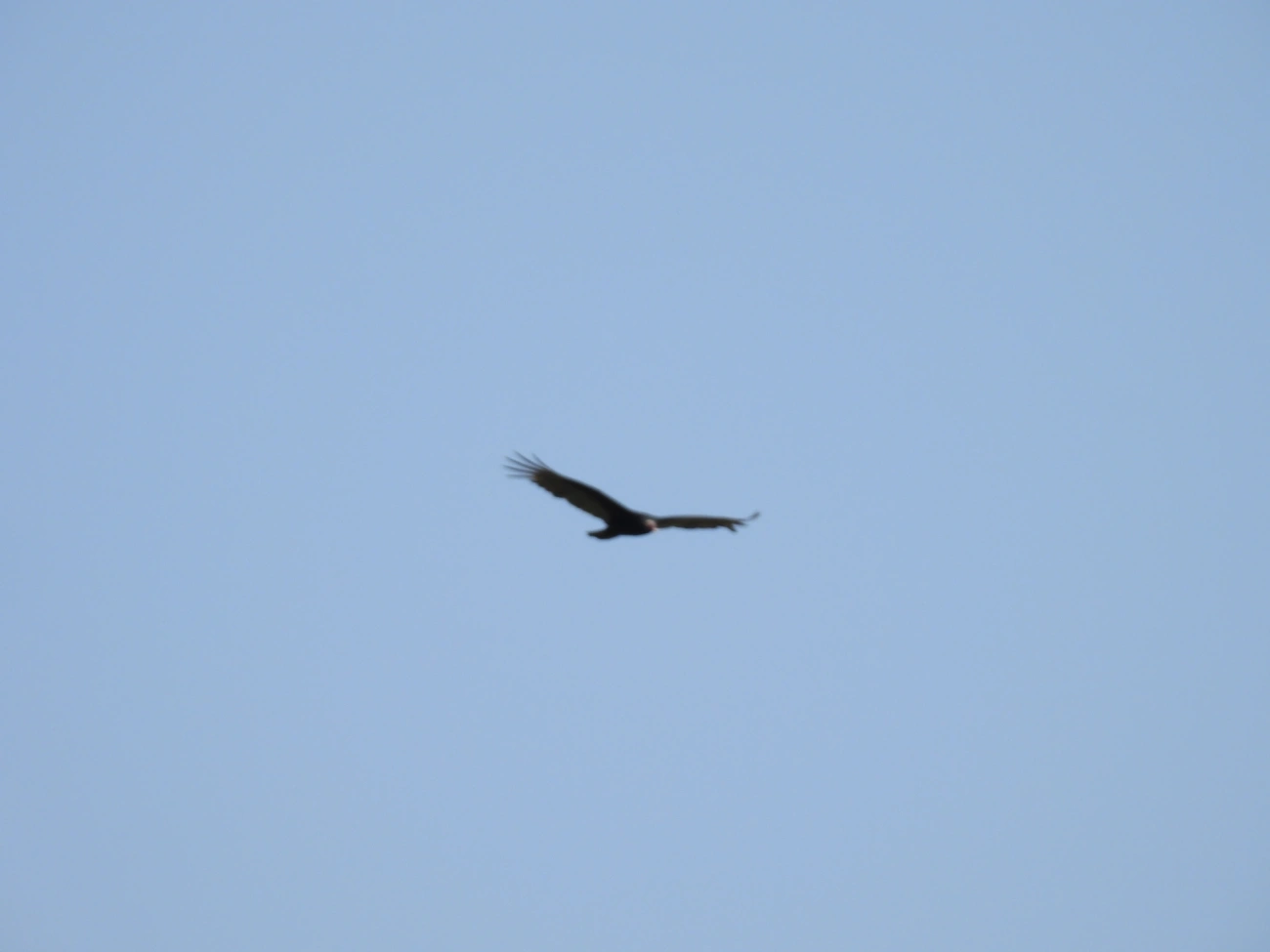 Urubu-de-cabeça-vermelha (Cathartes aura), aves, fotografado em Itamonte