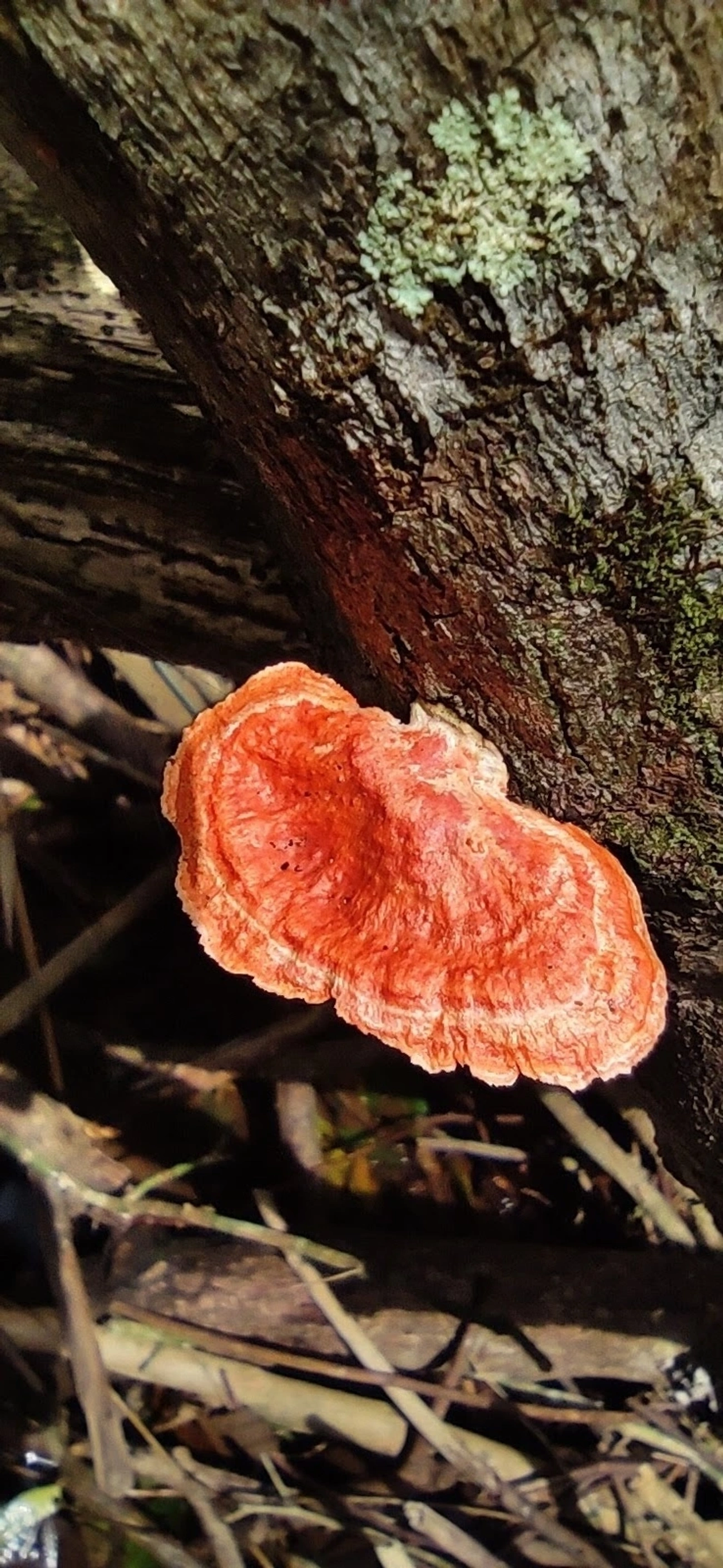 Orelha-de-pau (Trametes sanguinea), fungos, fotografado em Maresias, São Sebastião
