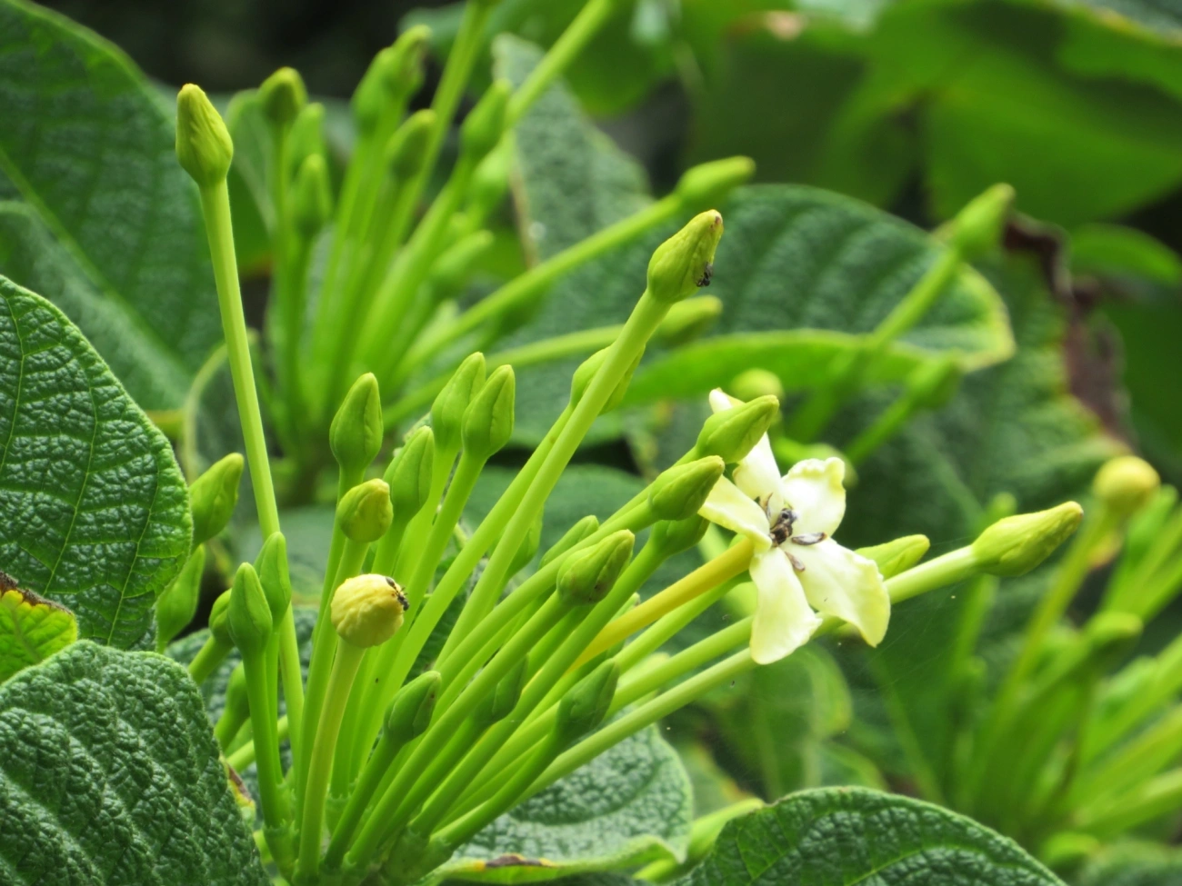 Marmelo-da-praia (Tocoyena bullata), plantas, fotografado em Maresias, São Sebastião