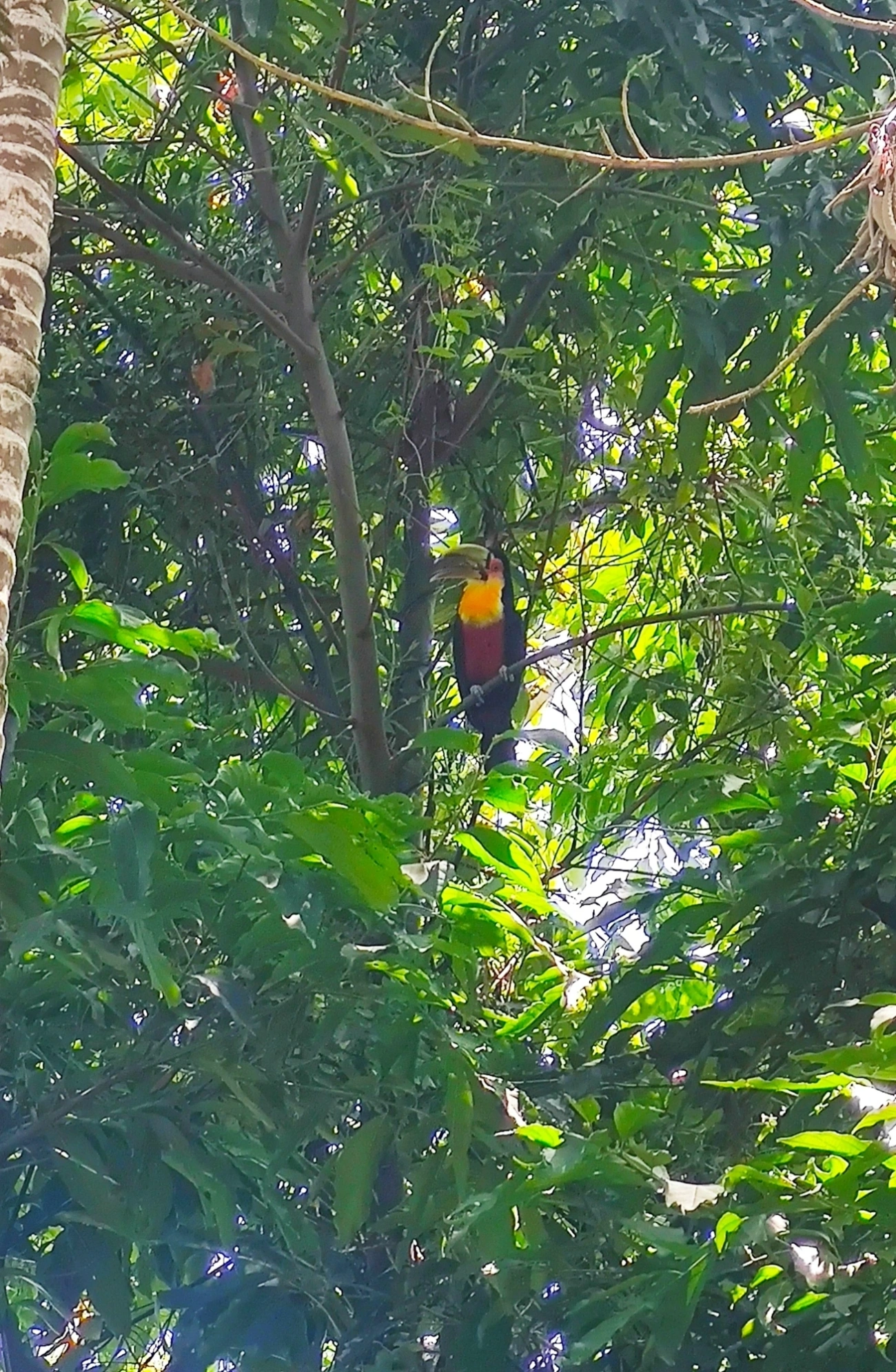 Tucano-de-bico-verde (Ramphastos dicolorus), aves, fotografado em Maresias, São Sebastião