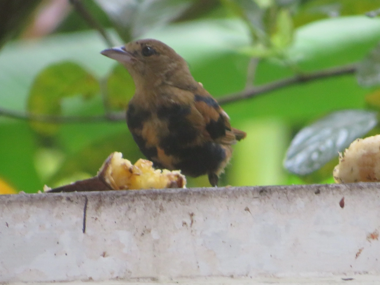 Tiê-preto (Tachyphonus coronatus), aves, fotografado em Maresias, São Sebastião