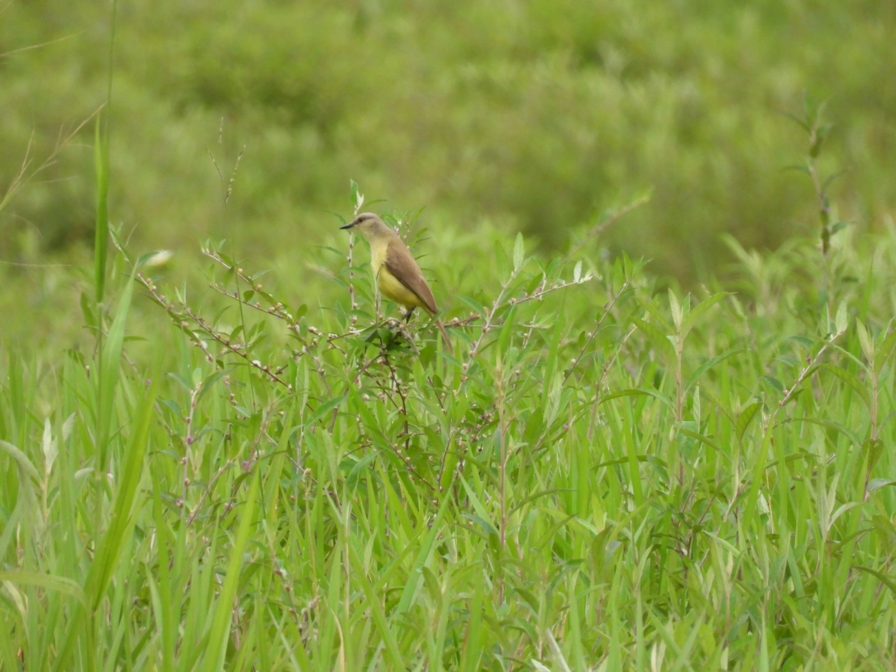 Suiriri-cavaleiro (Machetornis rixosa), aves, fotografado em Maresias, São Sebastião