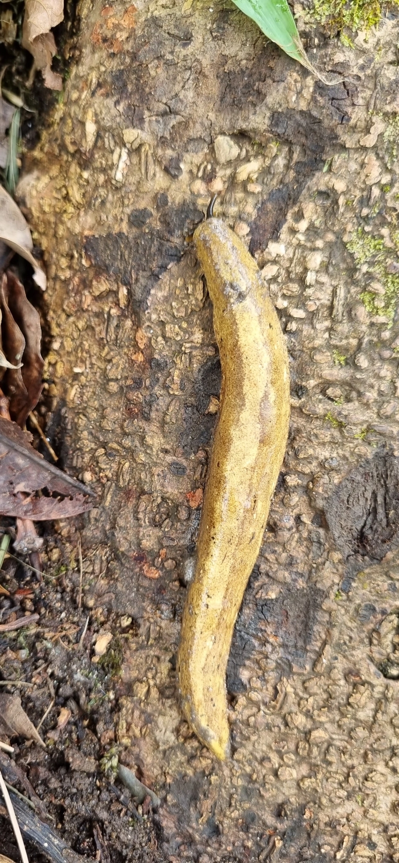 Vaginulus taunaisii, moluscos, fotografado em Paúba, São Sebastião