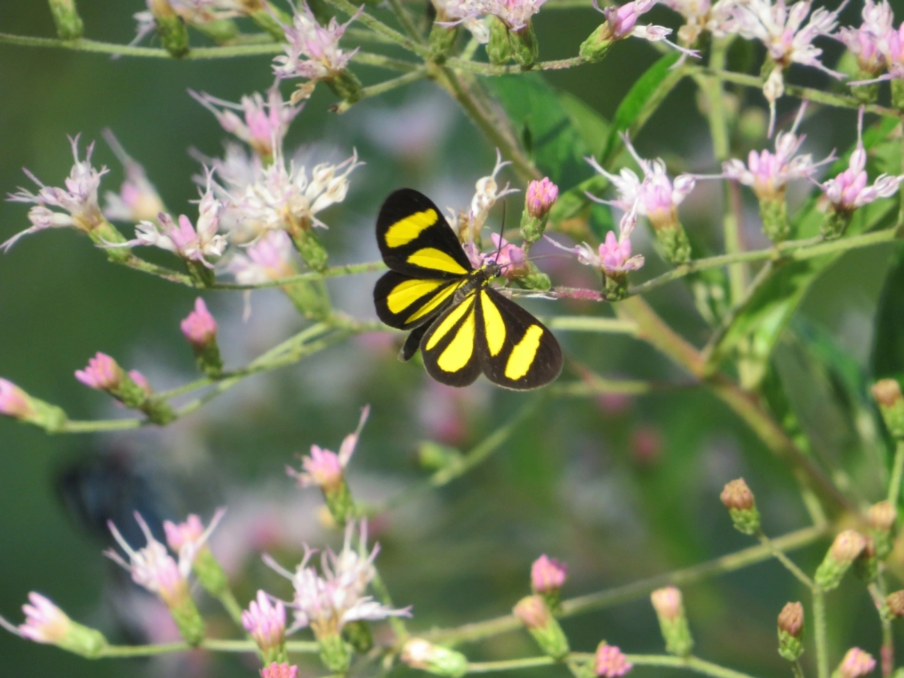 Cyllopoda claudicula, insetos, fotografado em Maresias, São Sebastião