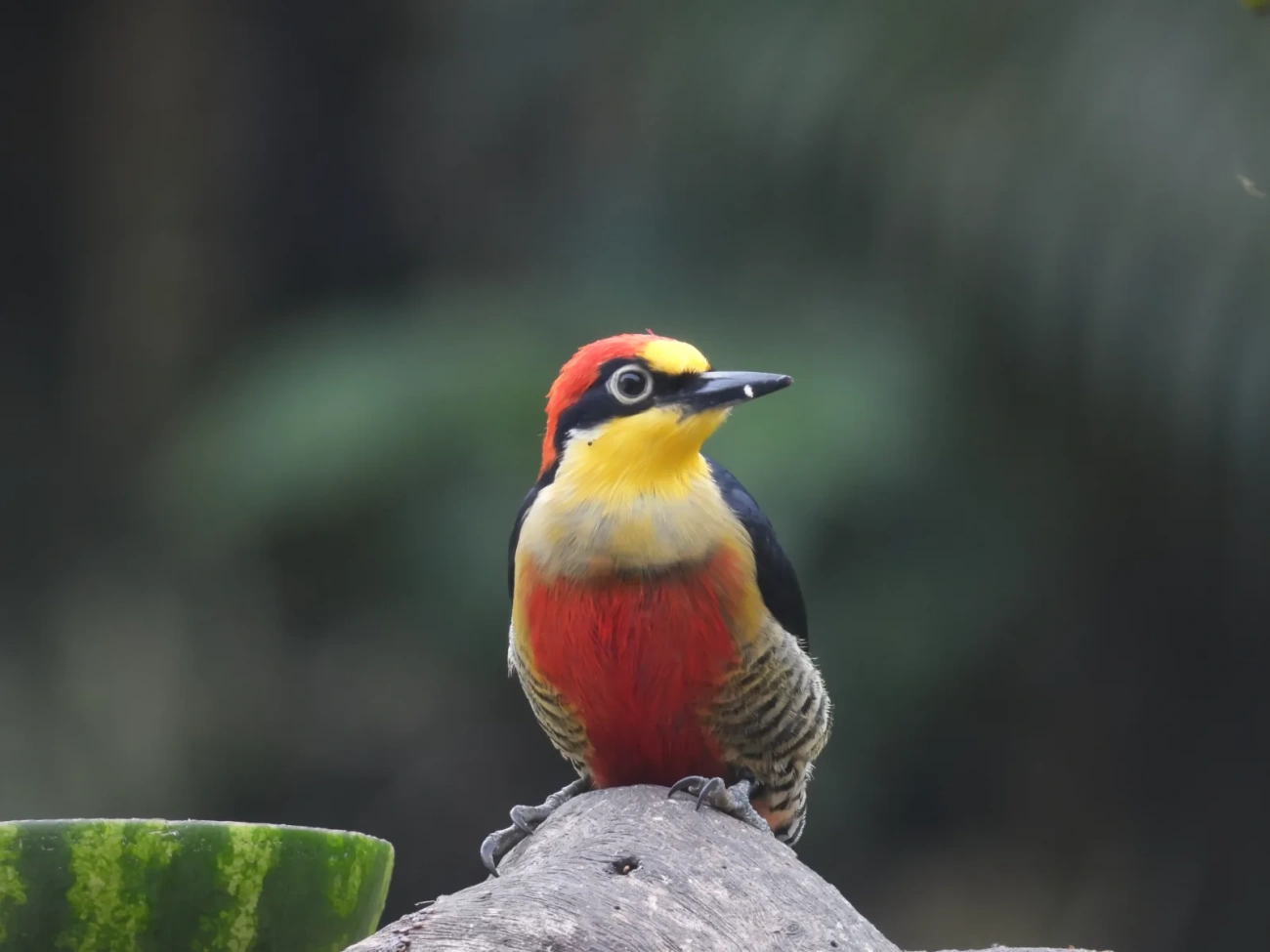 Benedito-de-testa-amarela (Melanerpes flavifrons), aves, fotografado em Maresias, São Sebastião