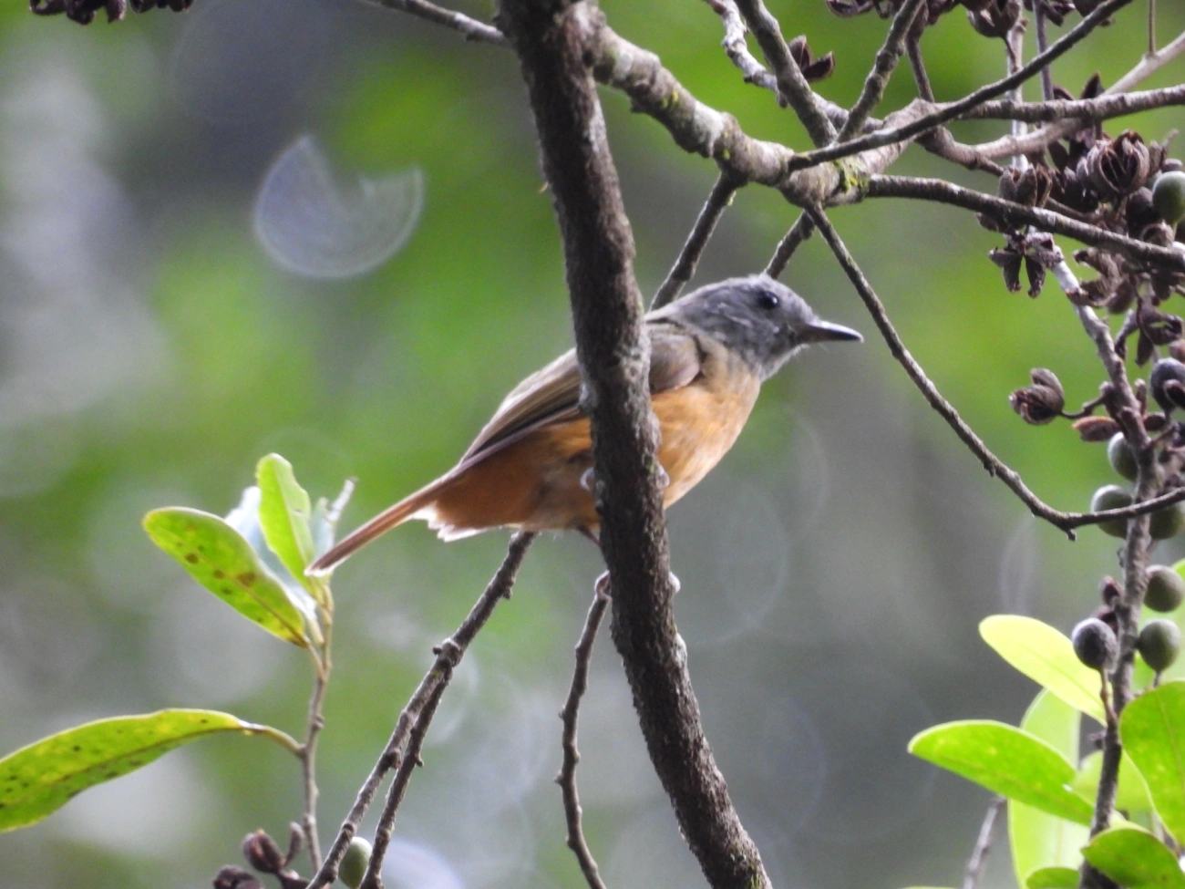 Abre-asa-de-cabeça-cinza (Mionectes rufiventris), aves, fotografado em Cabreúva