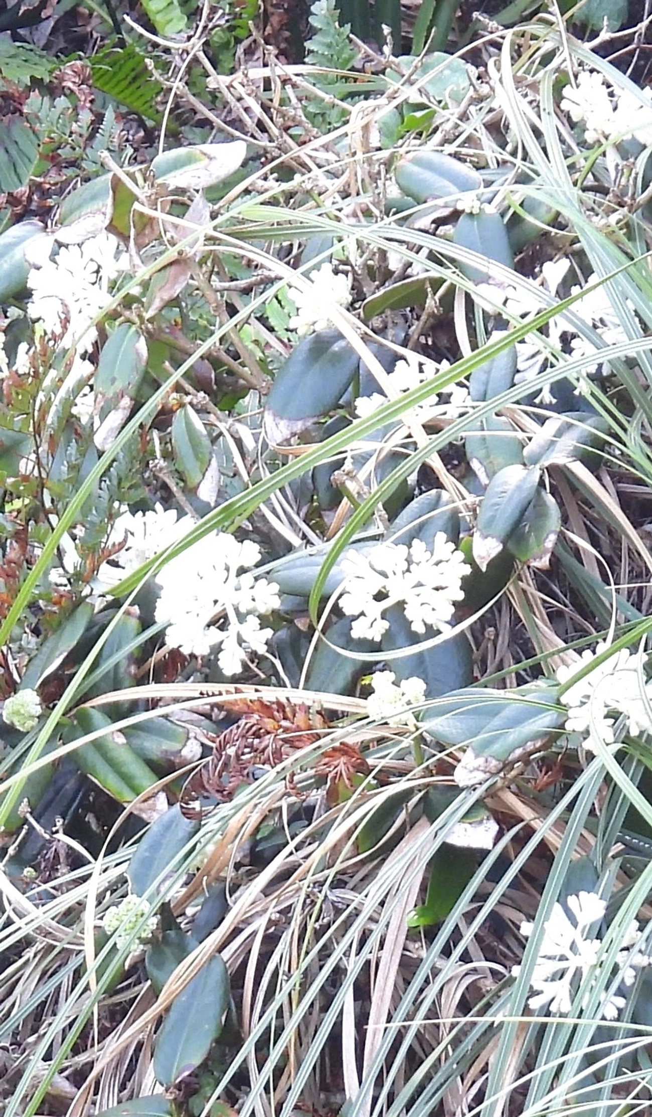 Rudgea, plantas, fotografado em Maresias, São Sebastião