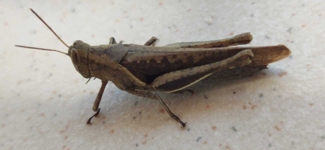 Abracris flavolineata, insetos, fotografado em Maresias, São Sebastião