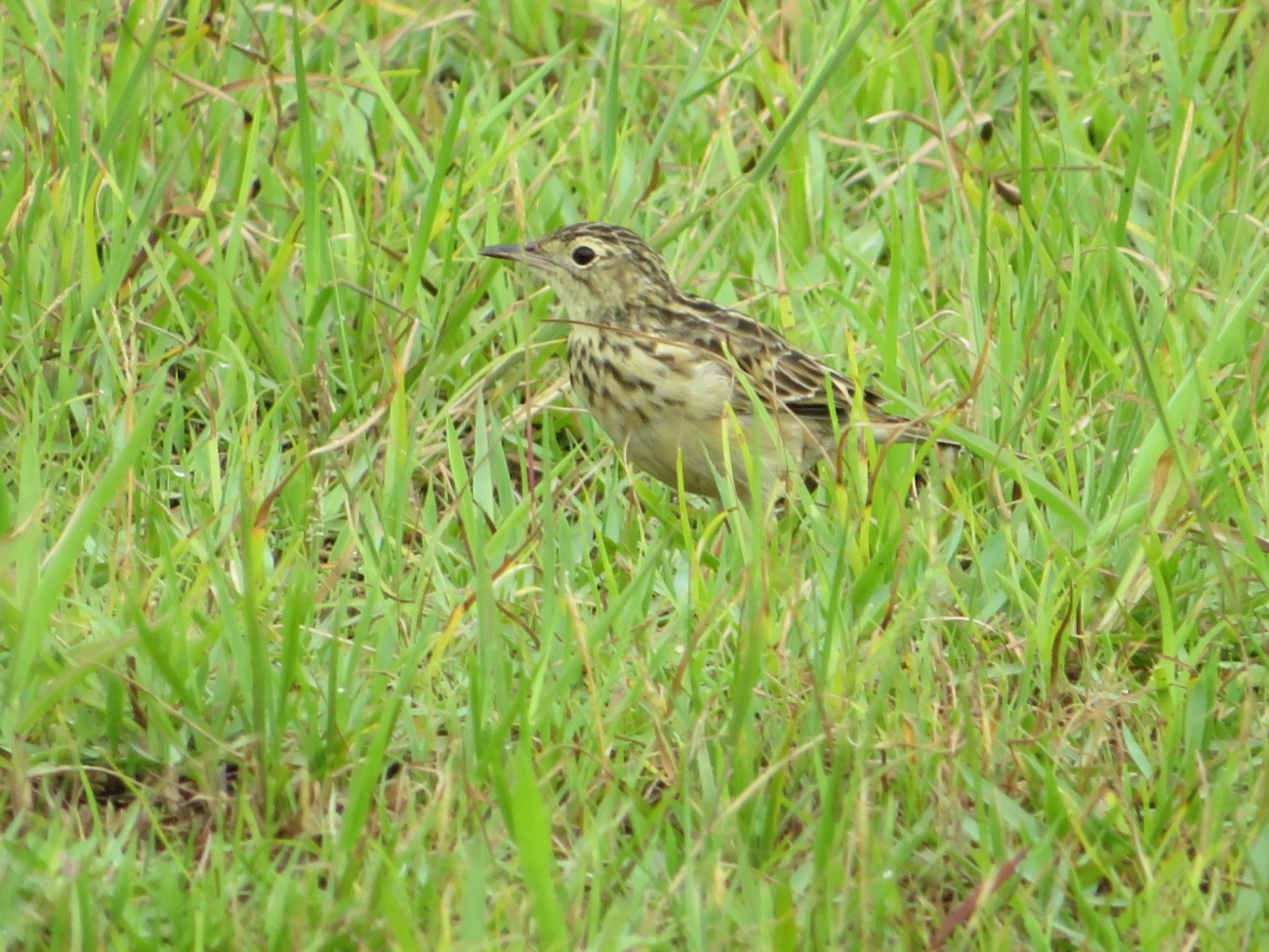 Caminheiro-zumbidor (Anthus chii), aves, fotografado em Maresias, São Sebastião