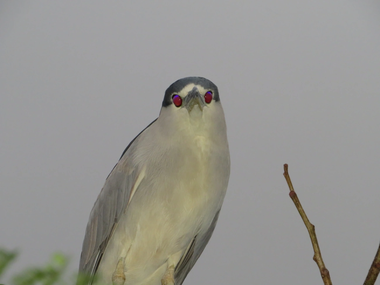 Socó-dorminhoco (Nycticorax nycticorax), aves, fotografado em Caraguatatuba