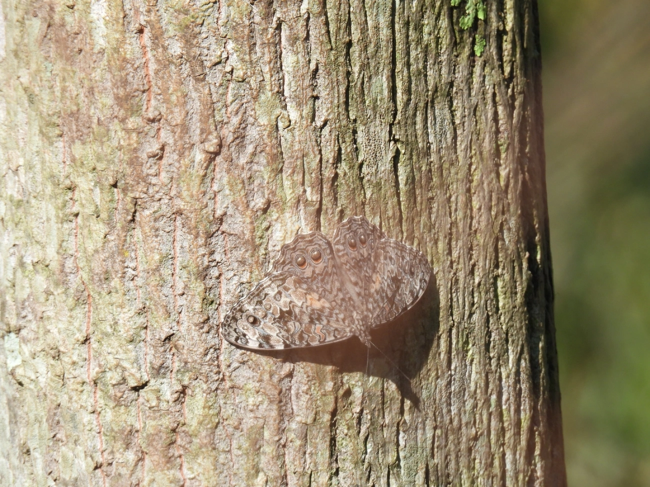 Estaladeira-cinzenta (Hamadryas februa), insetos, fotografado em Bragança Paulista