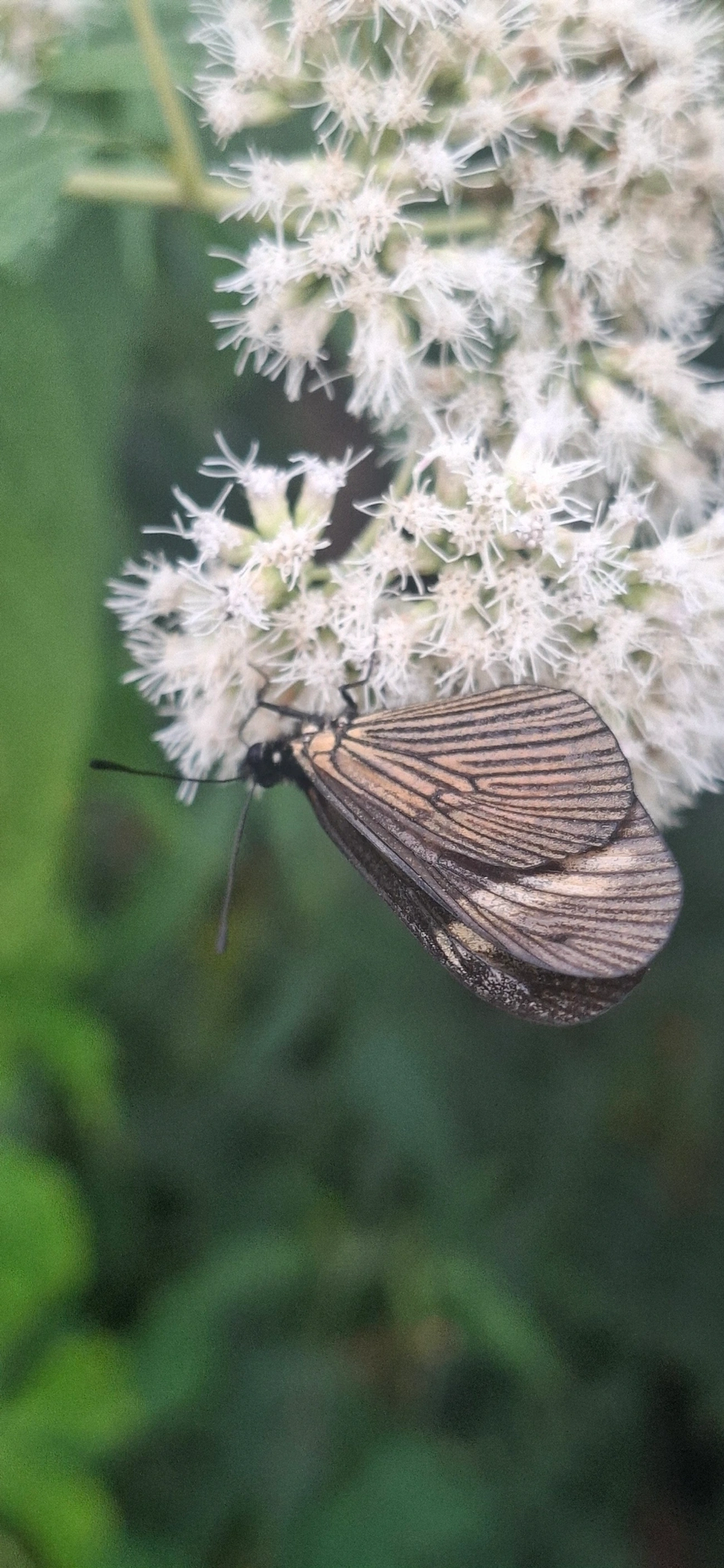 Actinote (Actinote pellenea), insetos, fotografado em Itamonte