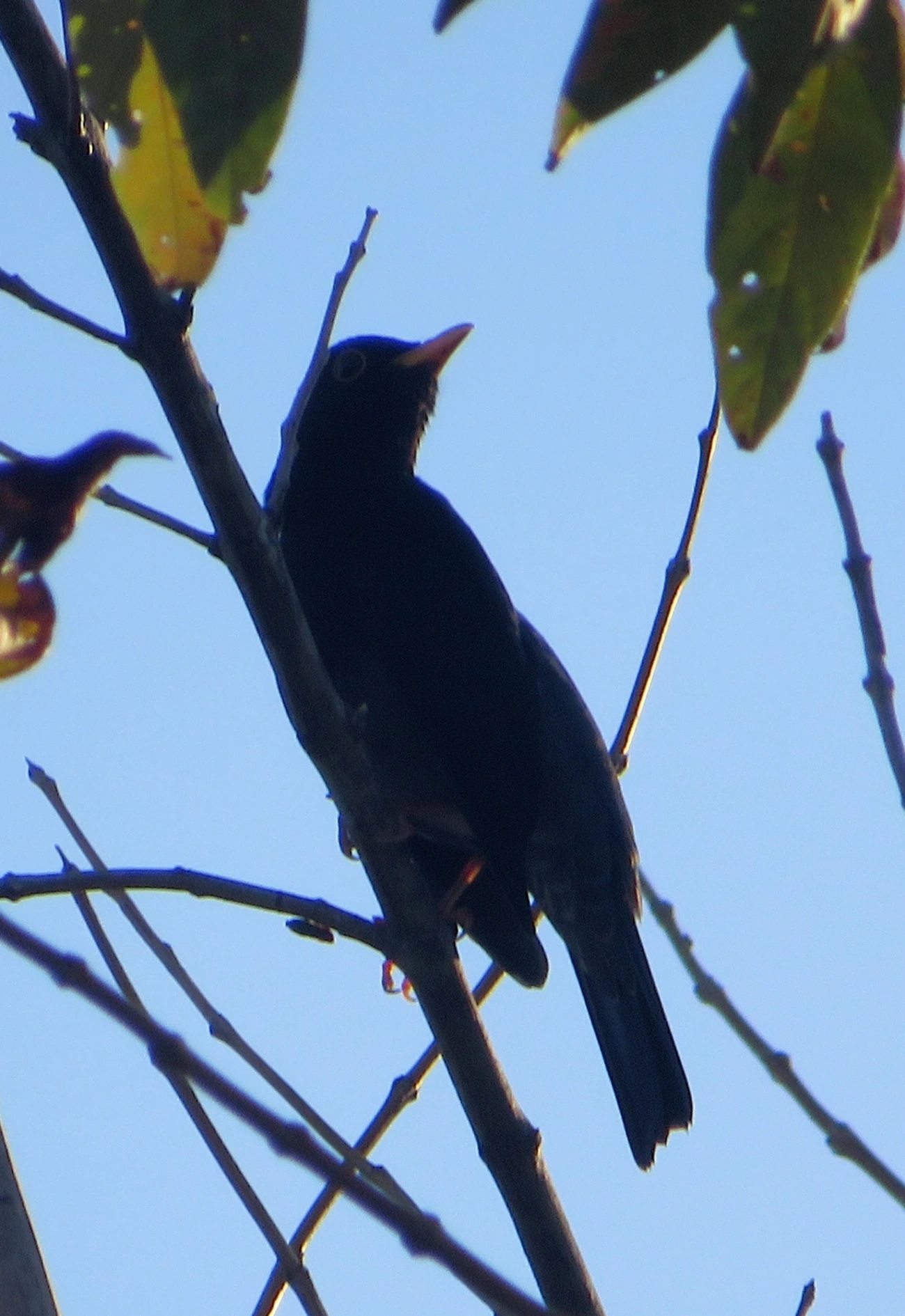 Sabiá-una (Turdus flavipes), aves, fotografado em Maresias, São Sebastião