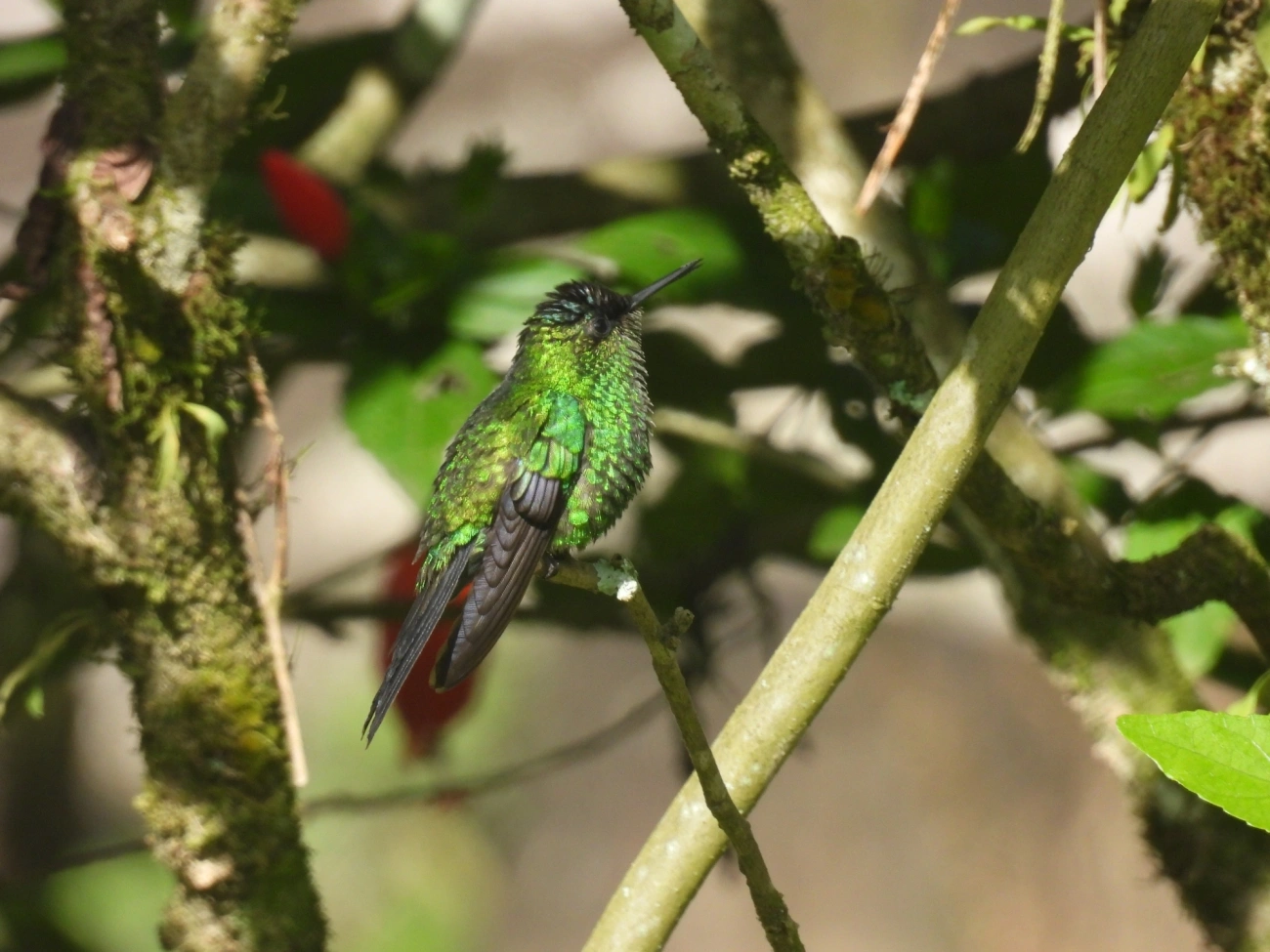 Beija-flor-de-fronte-violeta (Thalurania glaucopis), aves, fotografado em Estrada Serrinha Do Alambari Resende - Rio de Janeiro, Resende