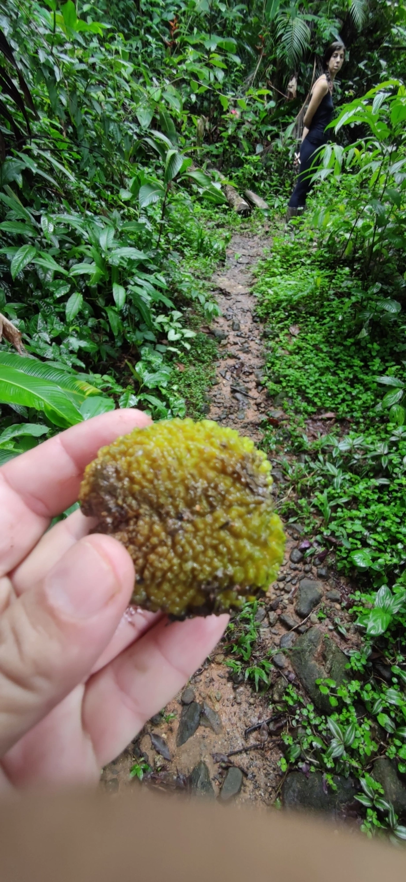 Plantas (Plantae), plantas, fotografado em Maresias, São Sebastião