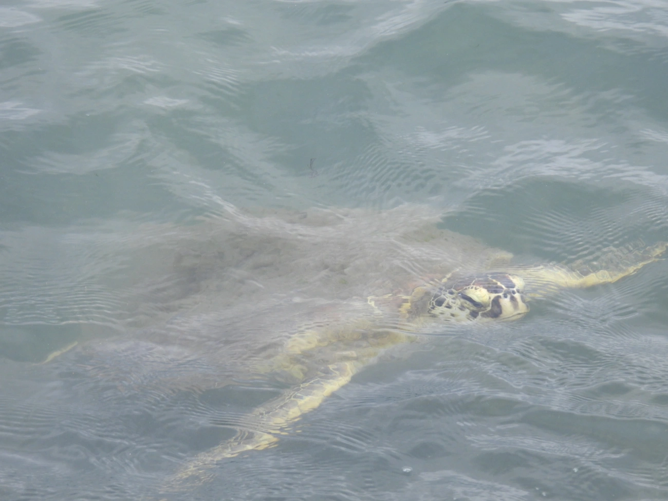 Tartaruga-verde (Chelonia mydas), répteis, fotografado em São Sebastião
