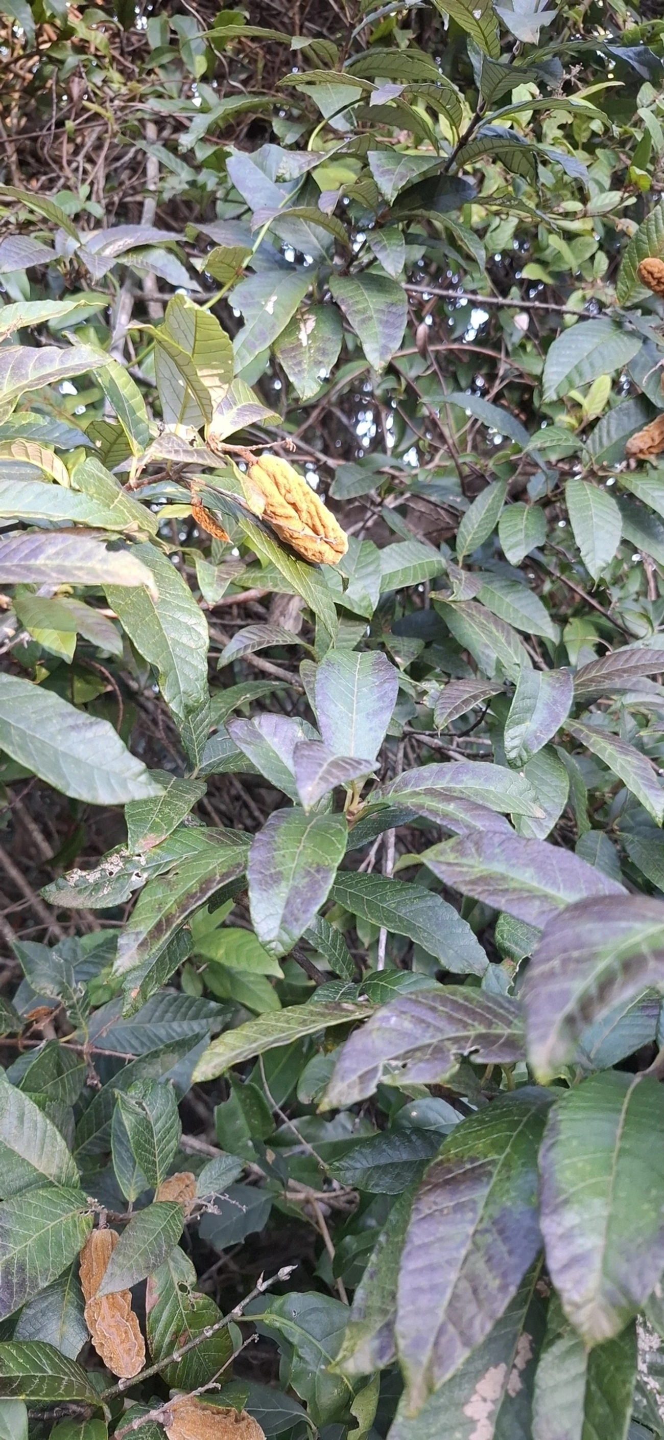 Trigonia, plantas, fotografado em Cambaquara, Ilhabela