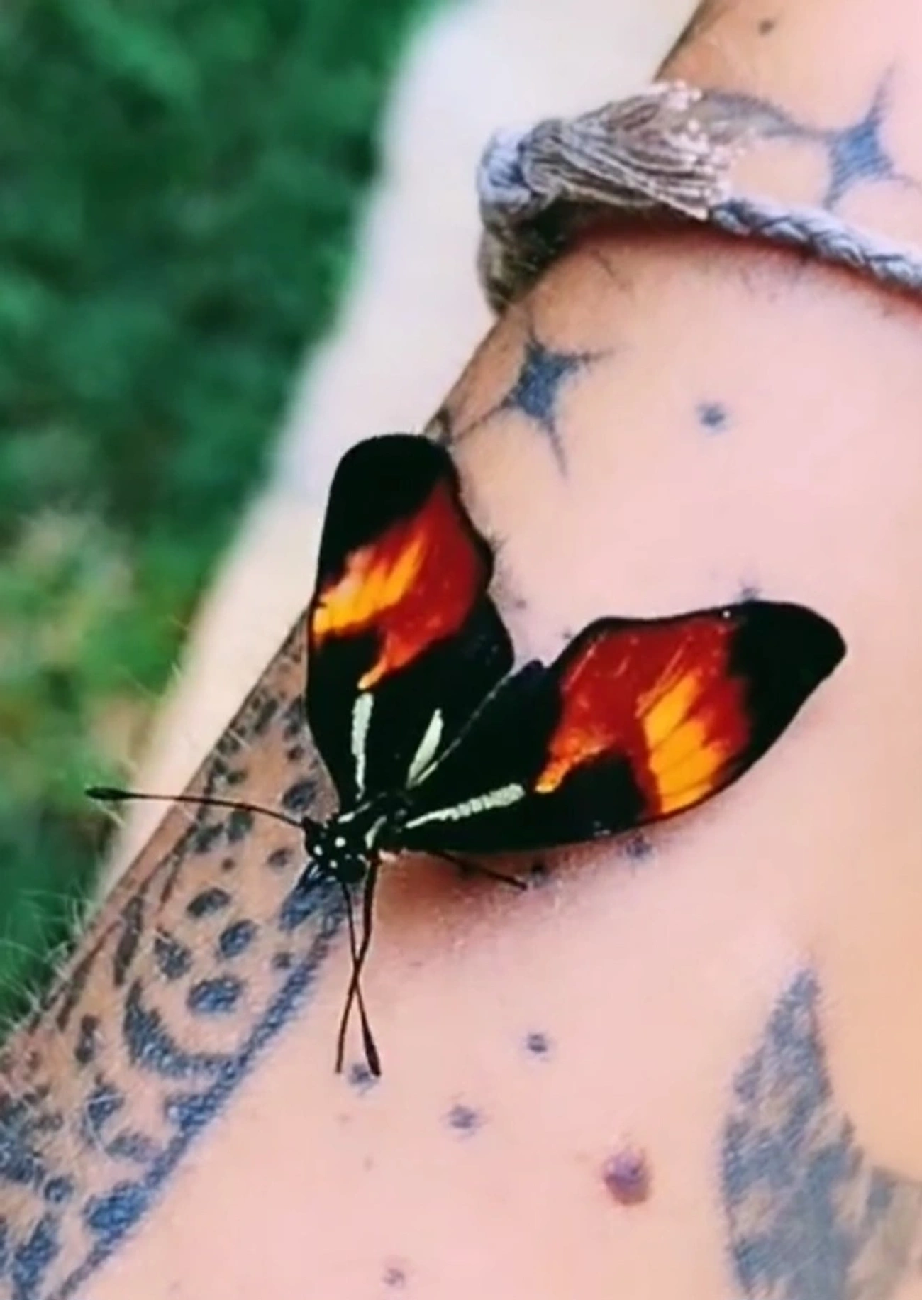 Falsa-erato (Eresia lansdorfi), insetos, fotografado em Maresias, São Sebastião