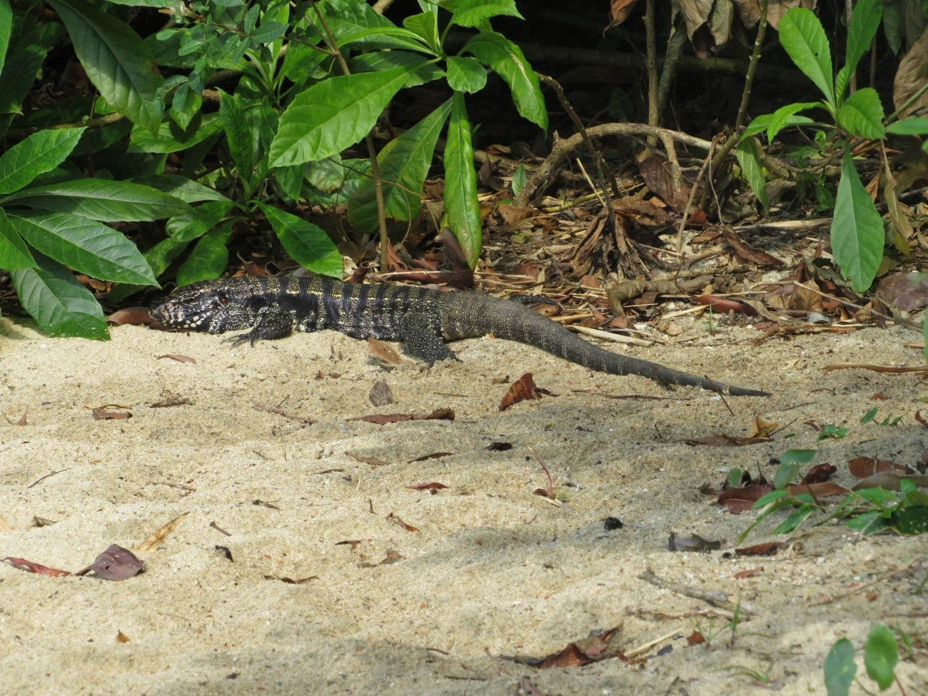 Teiú (Salvator merianae), répteis, fotografado em Mocóca