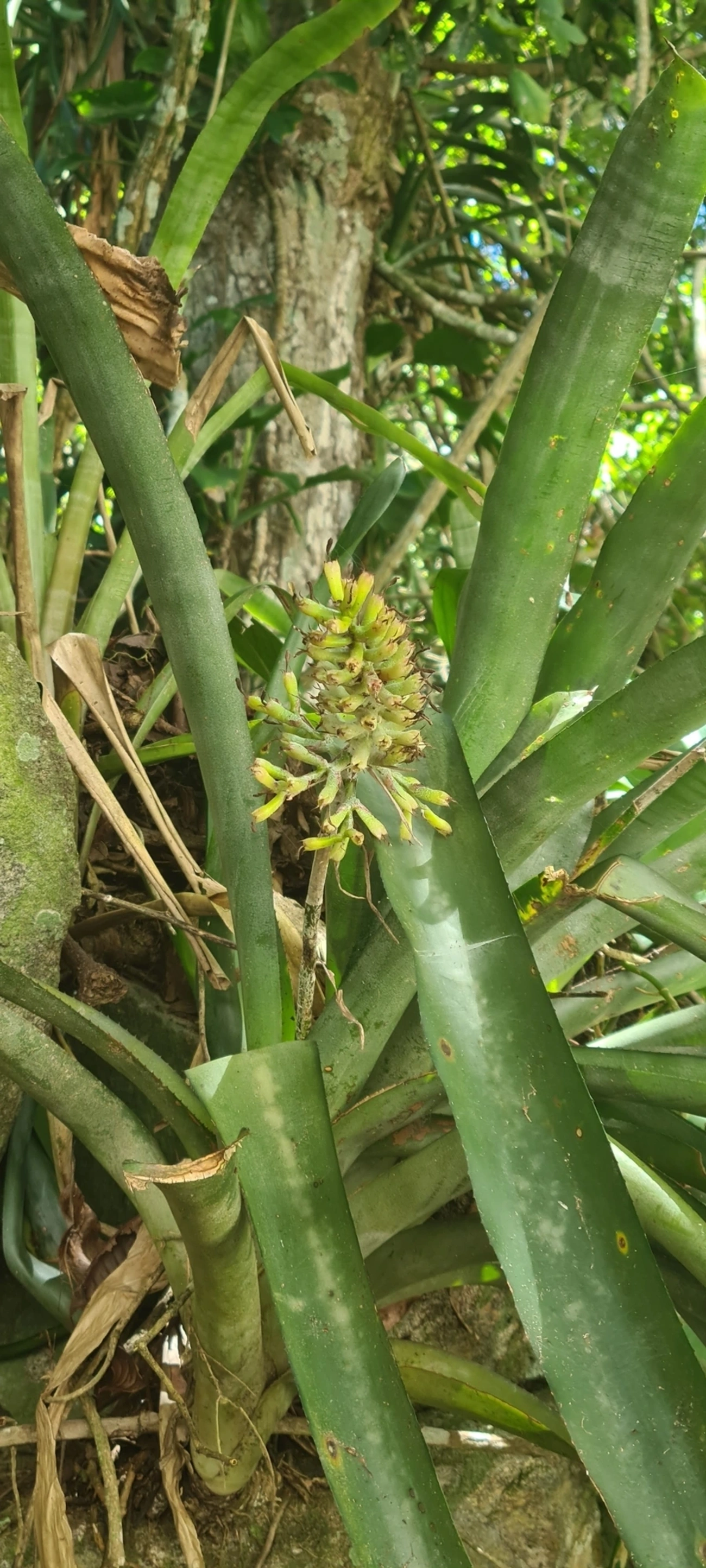 Gravata (Aechmea coelestis), plantas, fotografado em Maresias, São Sebastião